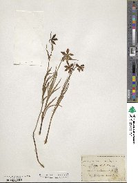 Fritillaria atropurpurea image