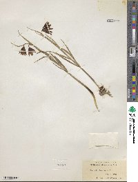 Fritillaria atropurpurea image