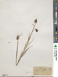 Fritillaria atropurpurea image