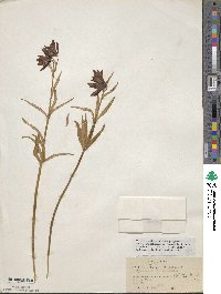 Image of Fritillaria camschatcensis