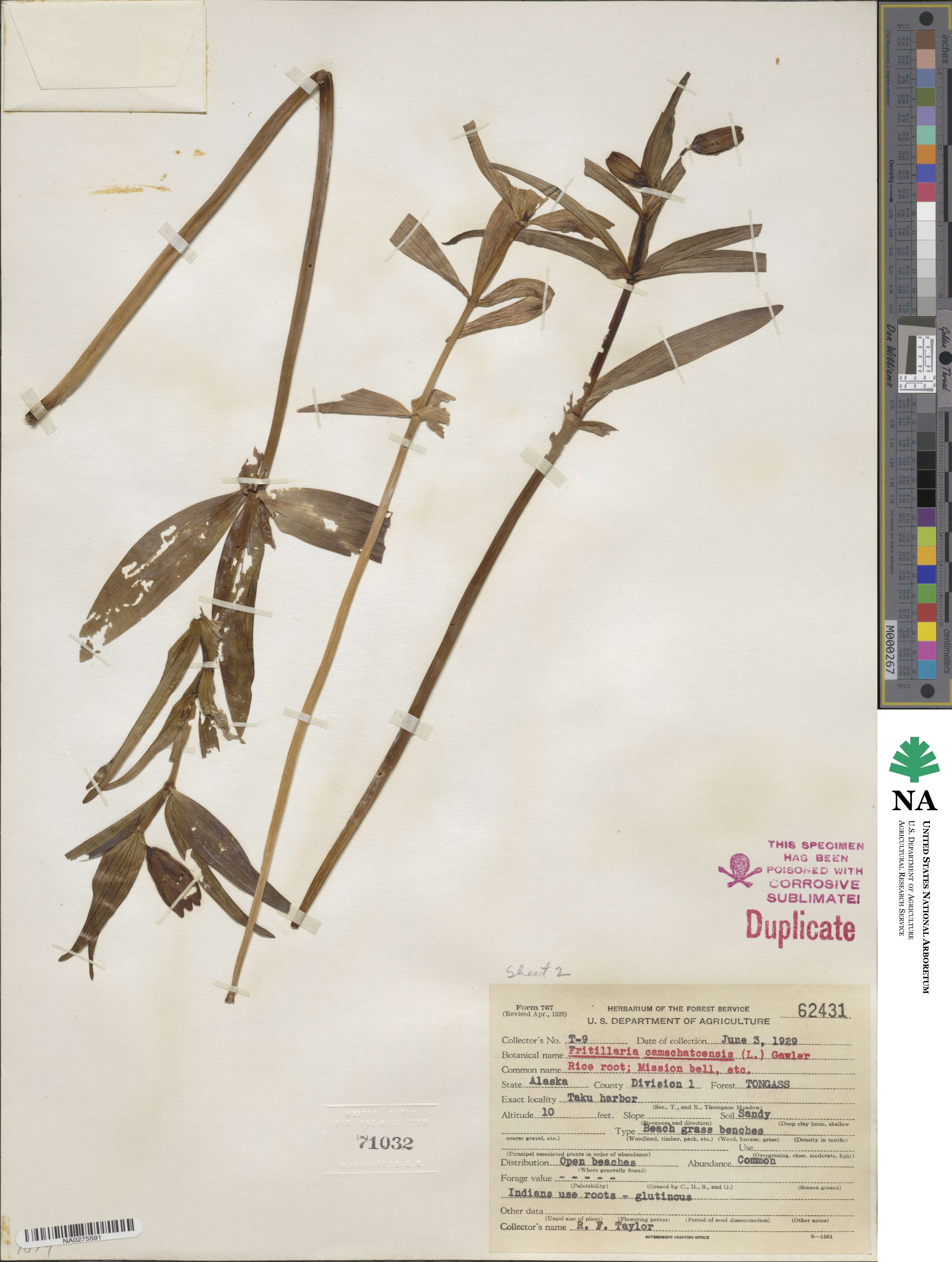 Fritillaria image