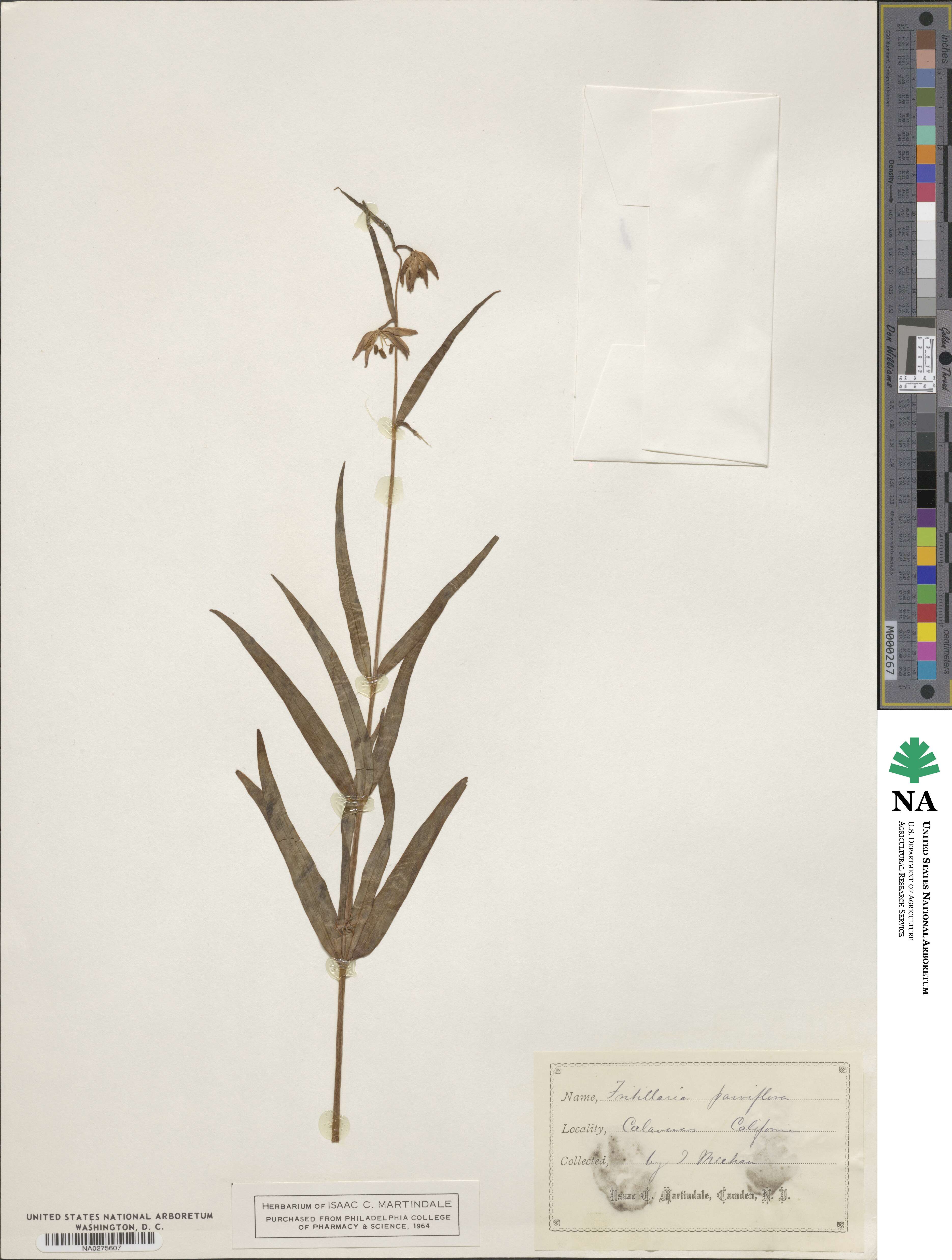 Fritillaria parviflora image