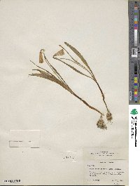 Fritillaria pudica image