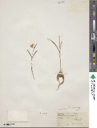 Fritillaria pudica image