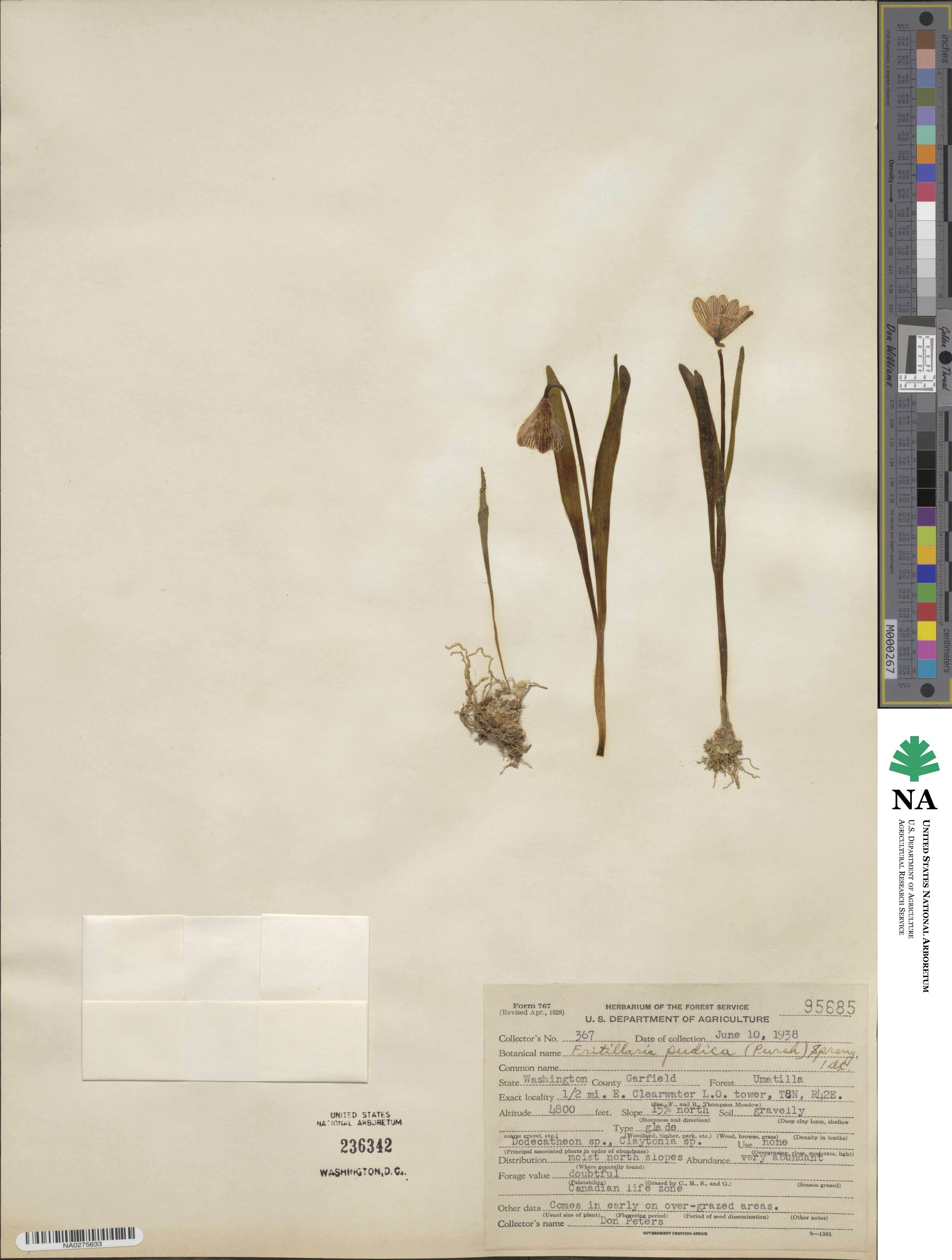 Fritillaria pudica image