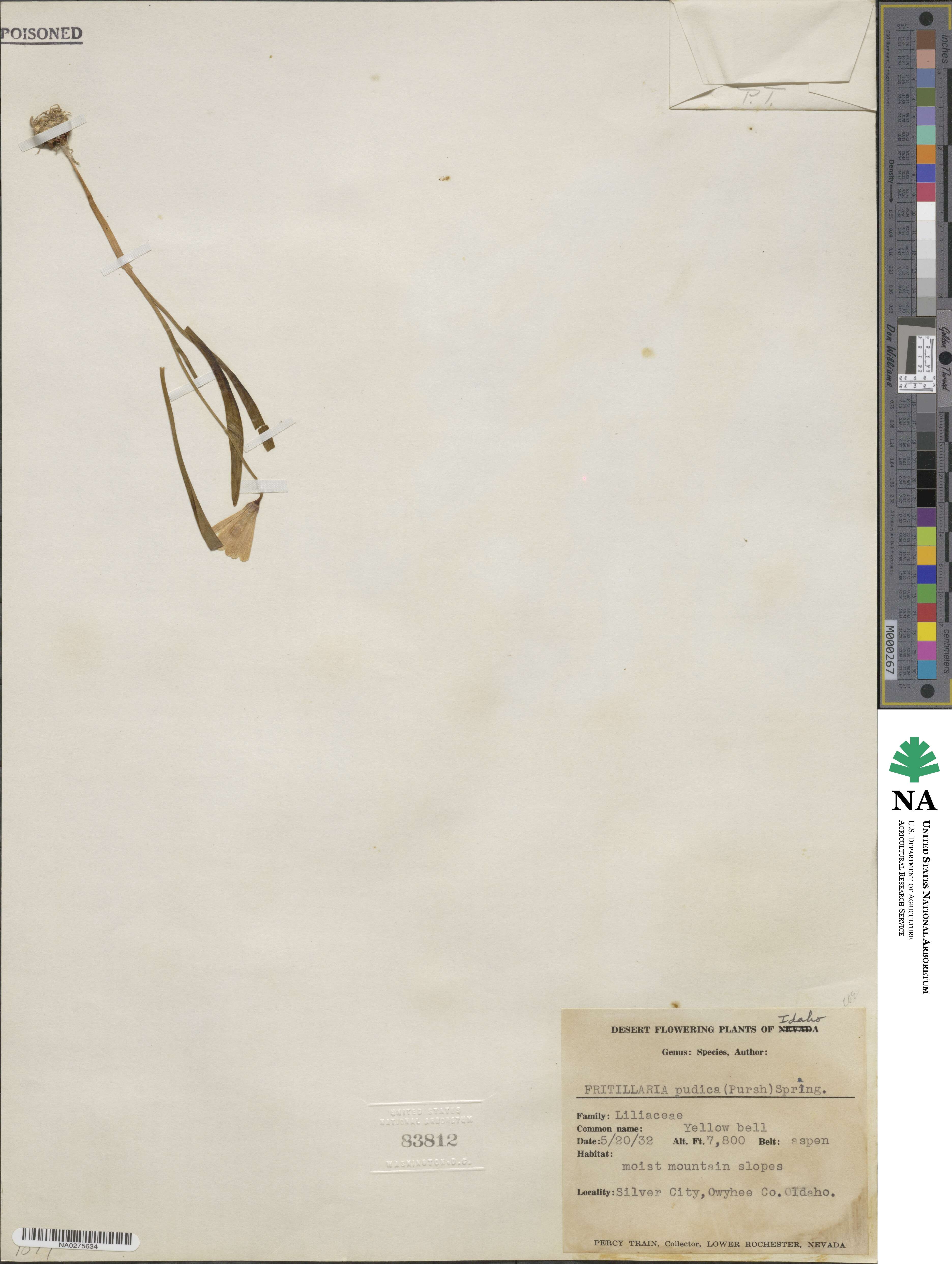 Fritillaria pudica image