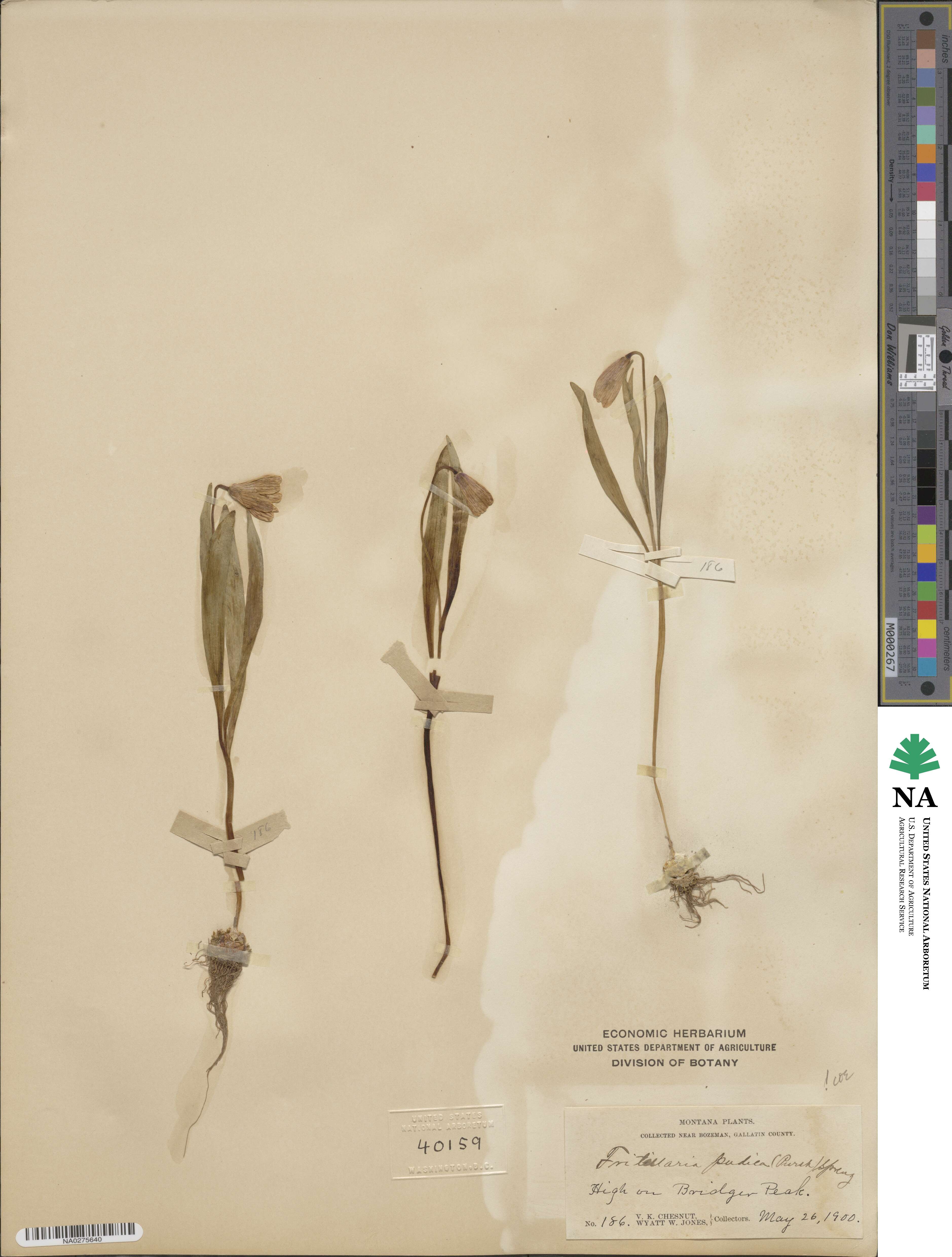 Fritillaria pudica image