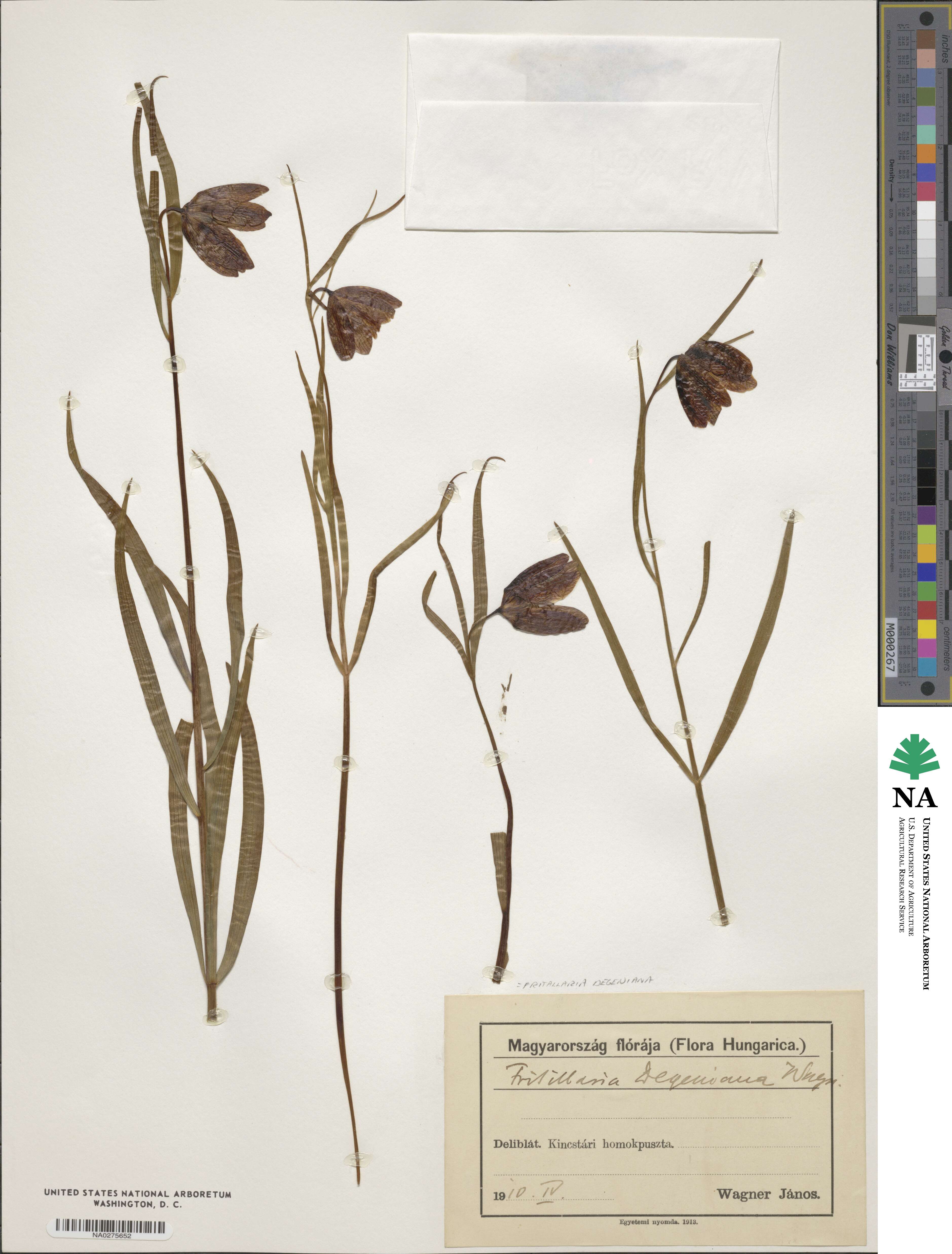 Fritillaria montana image