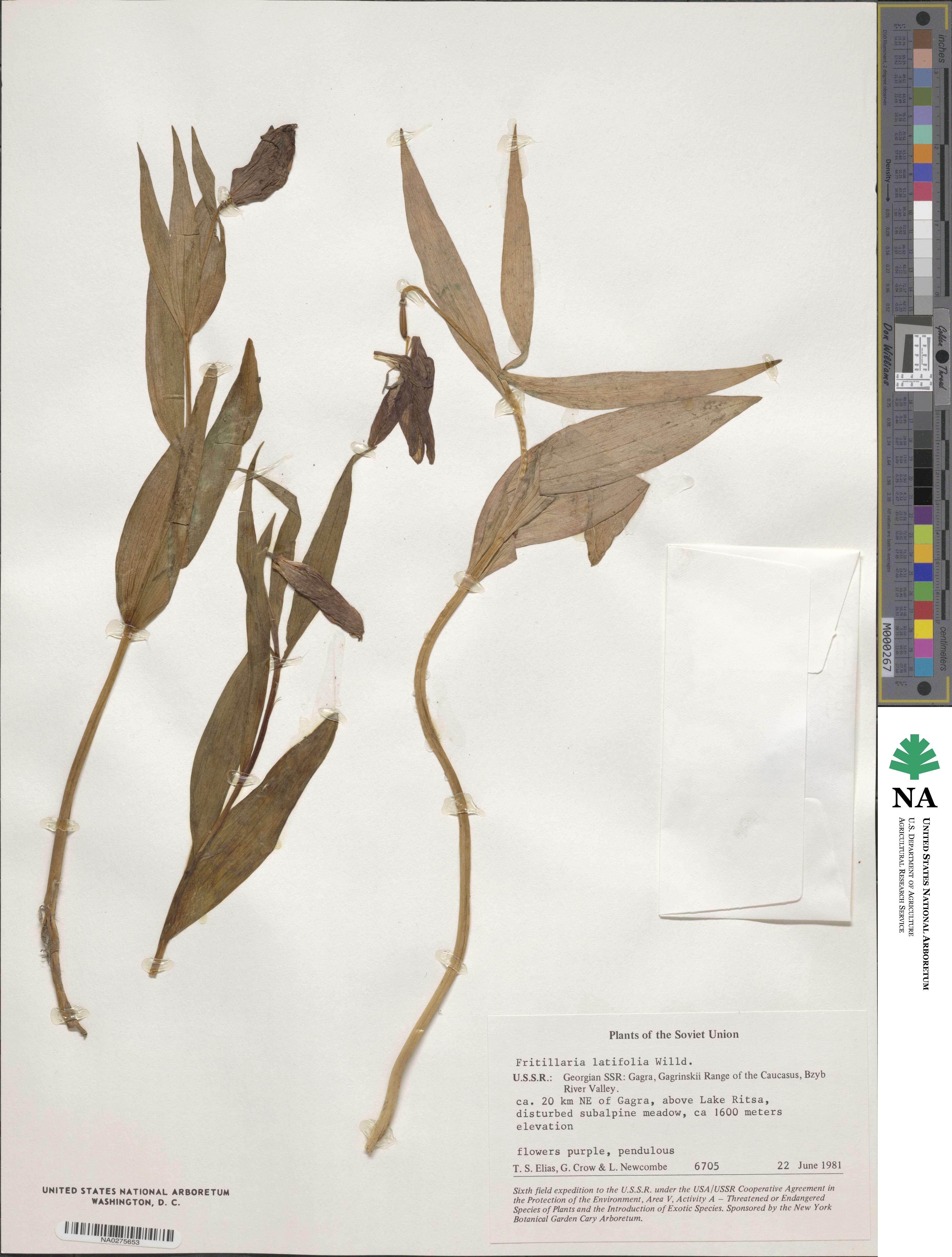 Fritillaria latifolia image