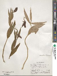 Image of Fritillaria latifolia