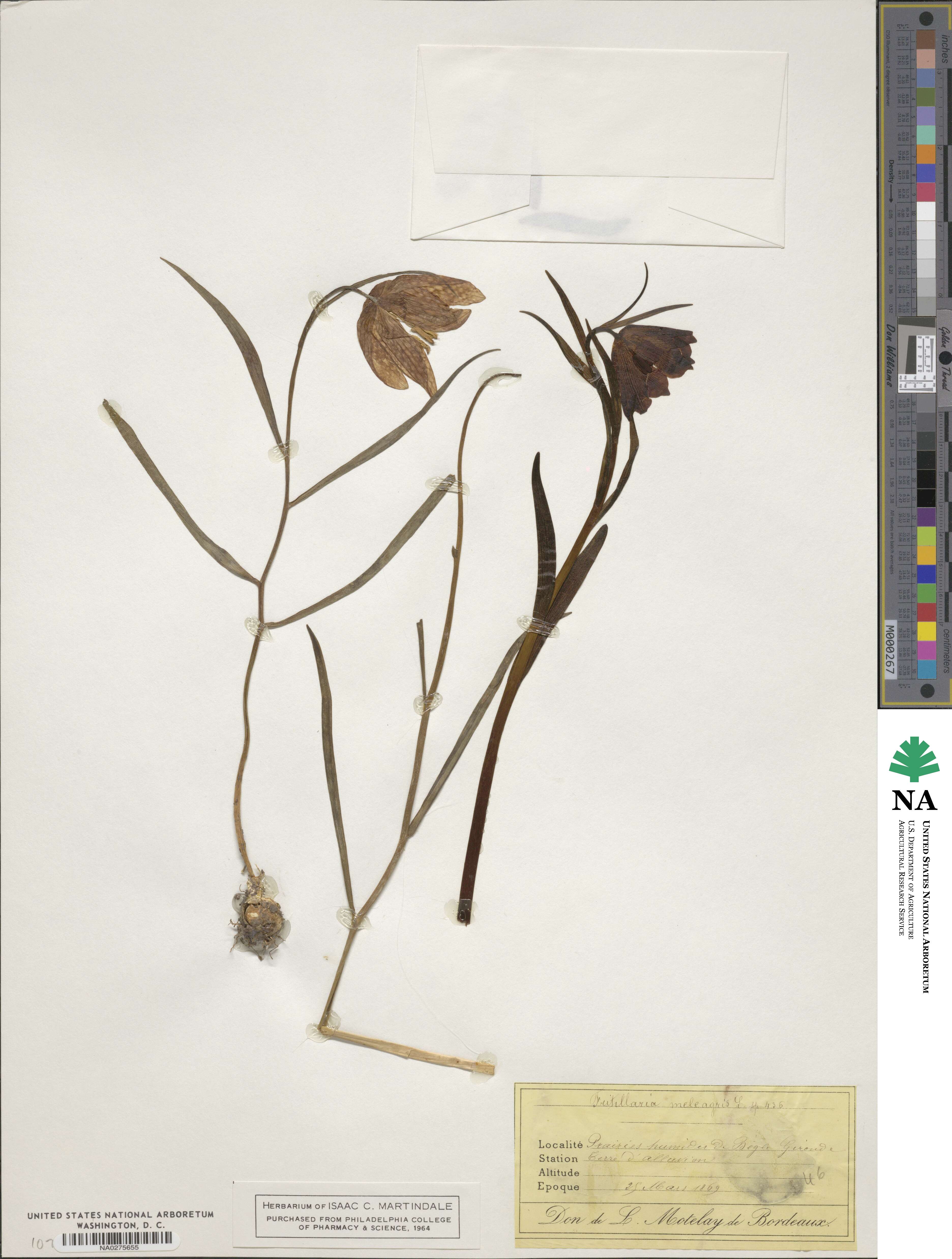 Fritillaria meleagris image