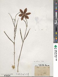 Fritillaria meleagris image