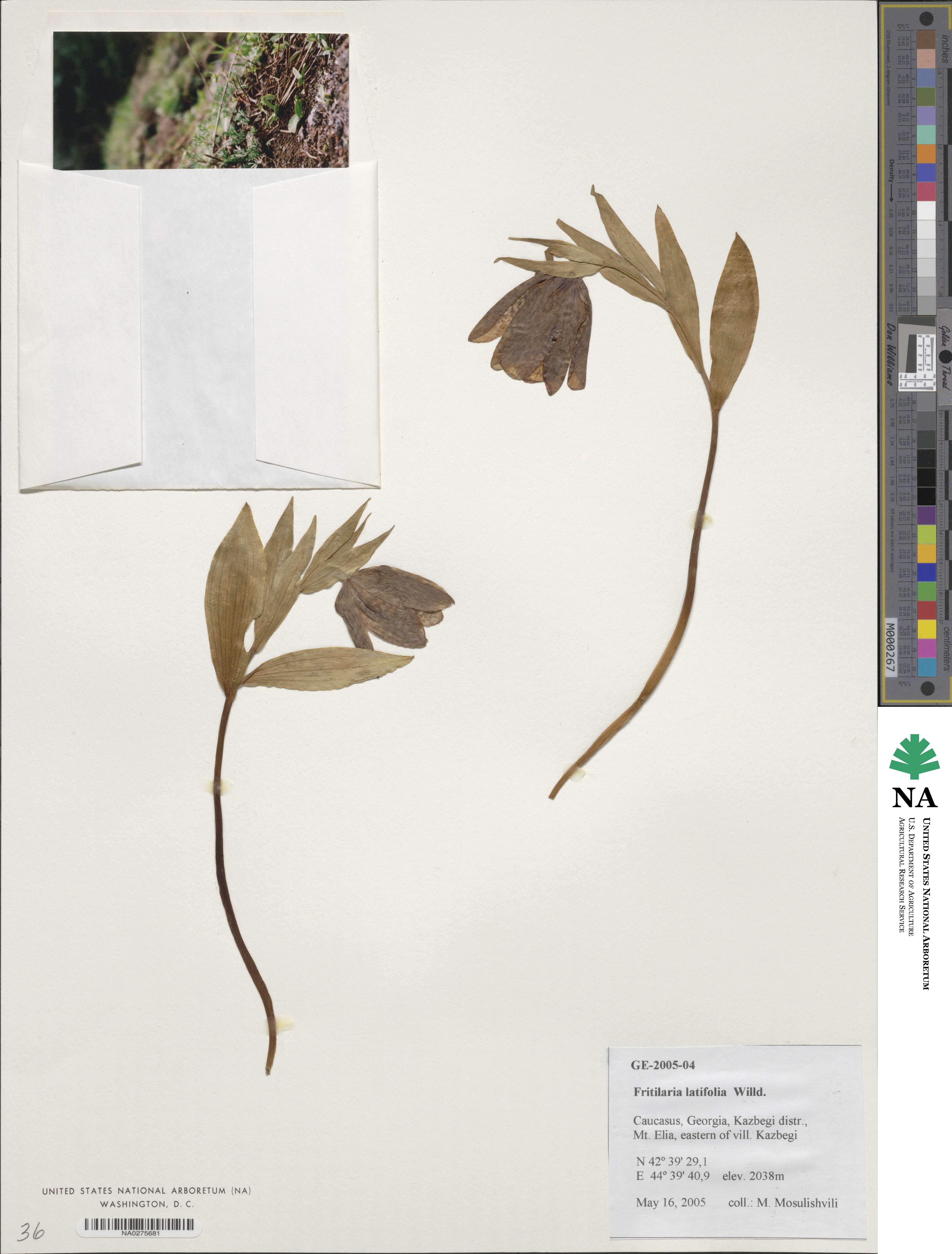 Fritillaria latifolia image