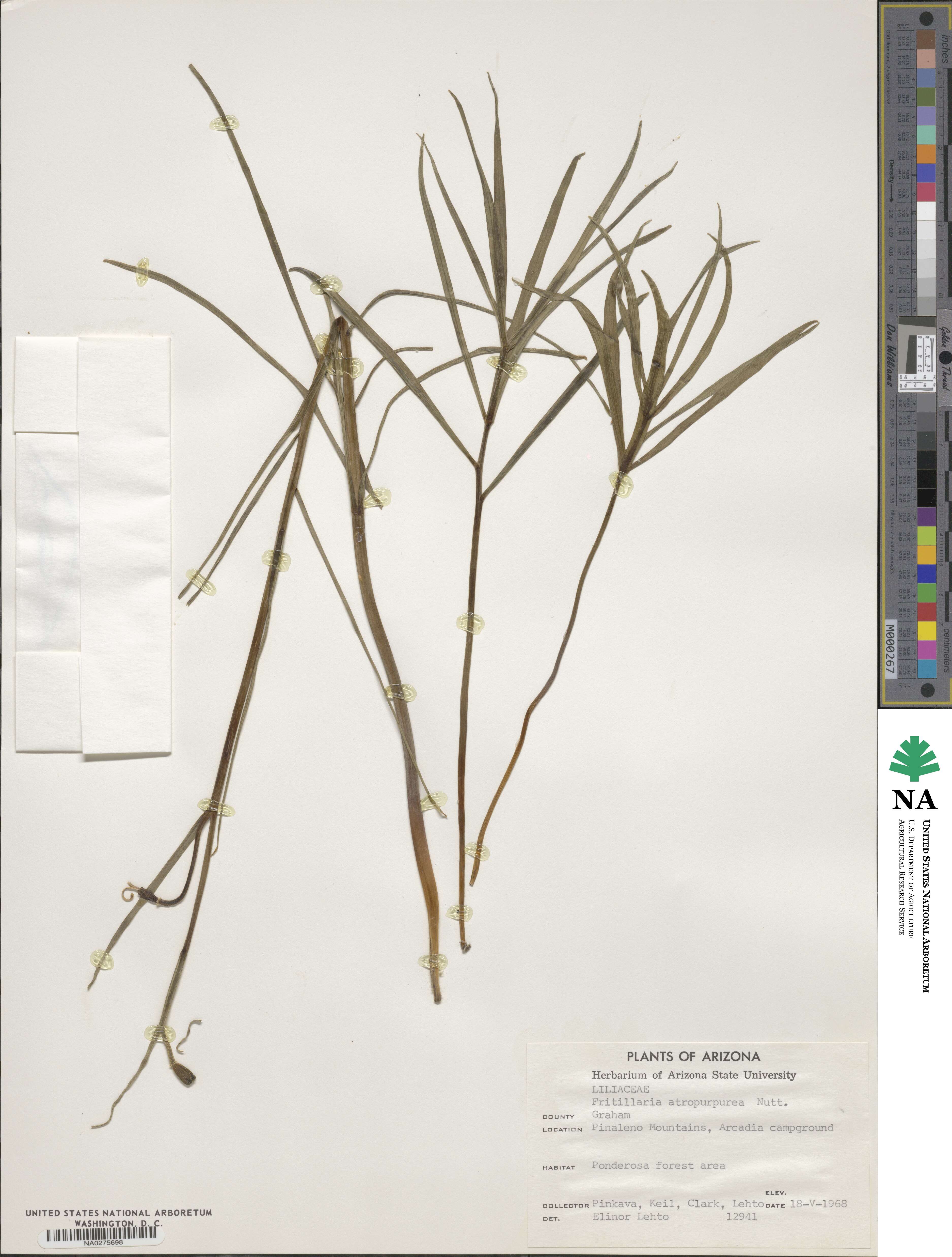 Fritillaria atropurpurea image