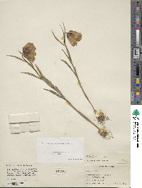 Image of Fritillaria elwesii