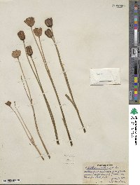 Fritillaria meleagris image