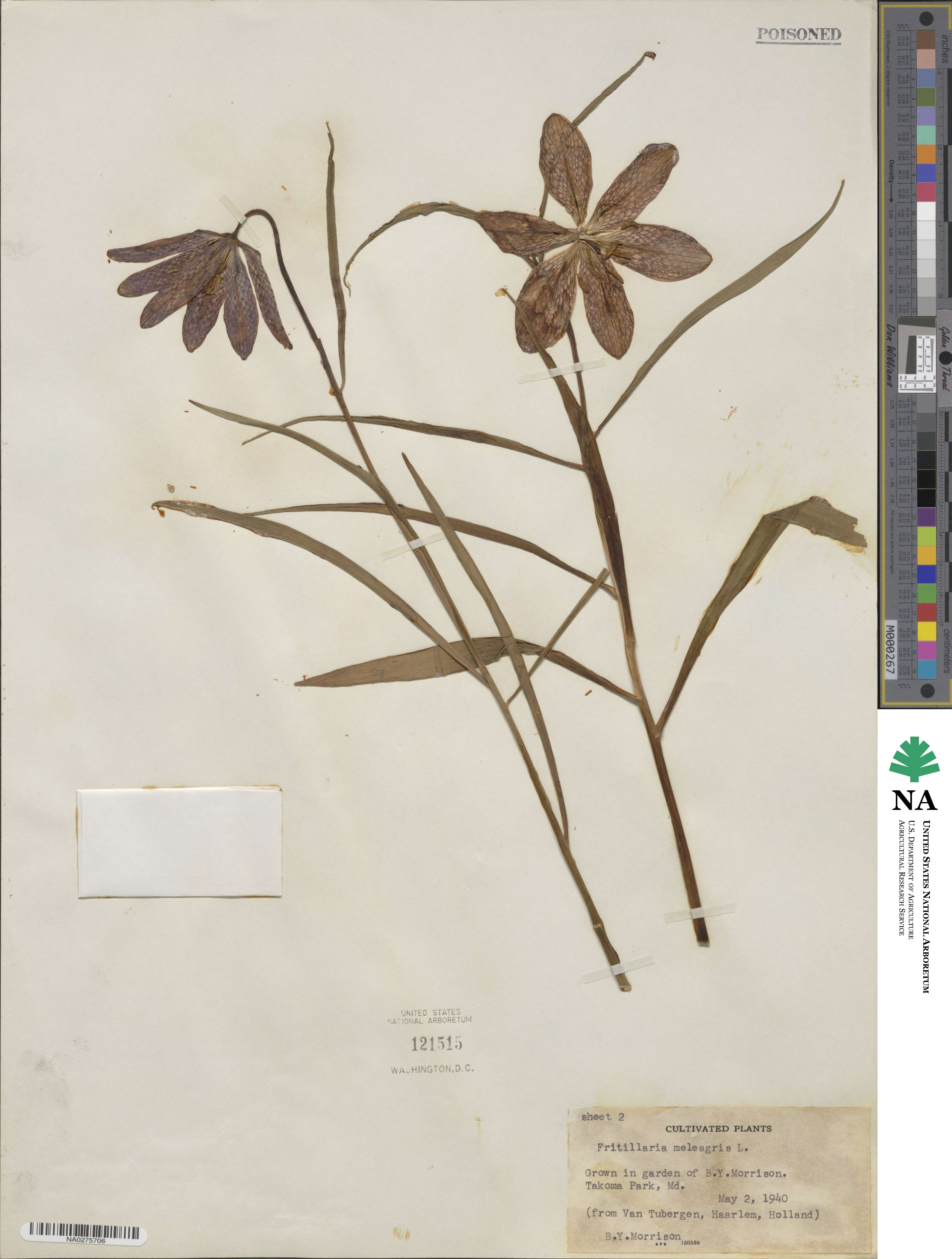 Fritillaria meleagris image