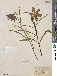 Fritillaria meleagris image