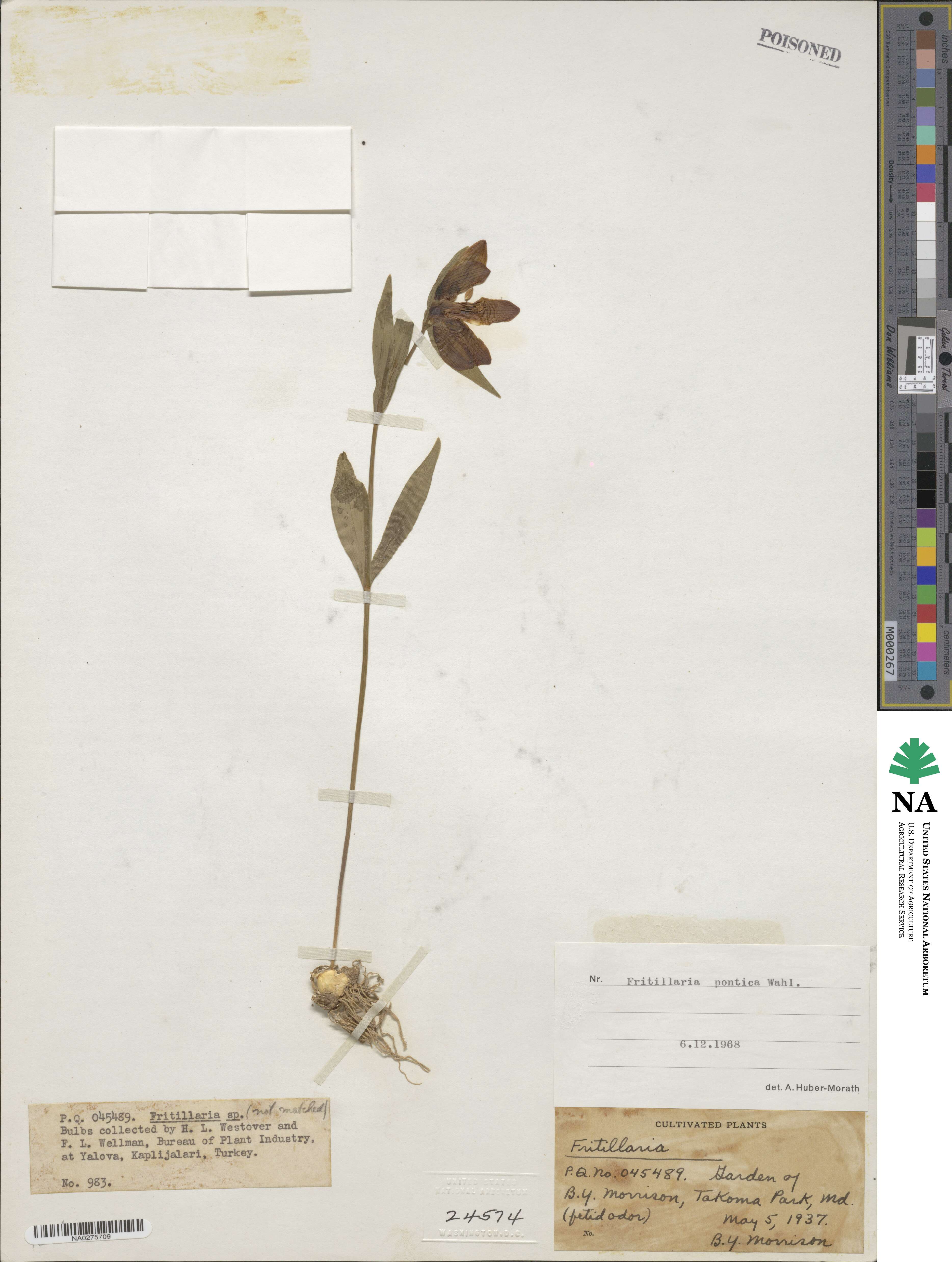 Fritillaria pontica image