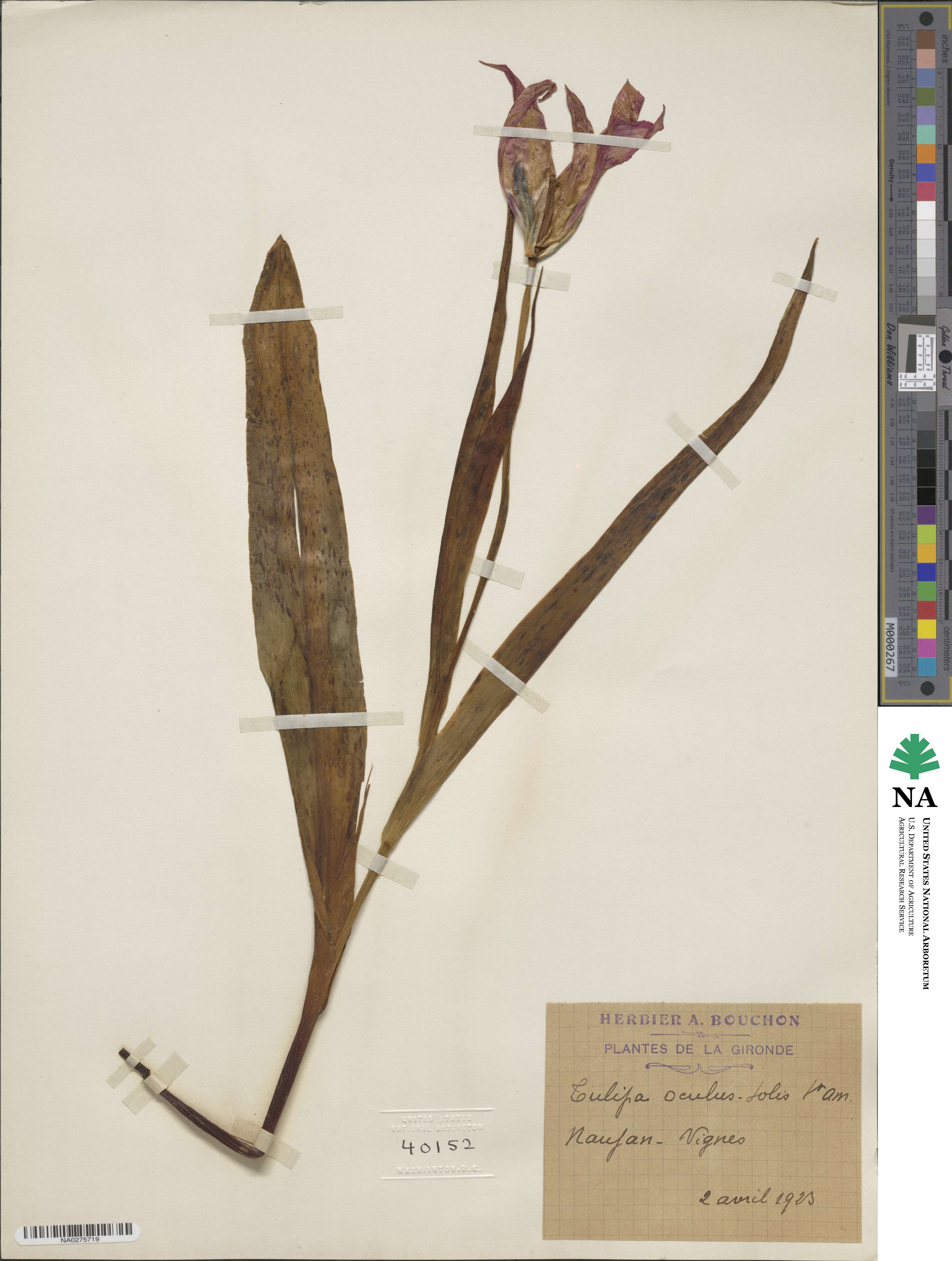 Tulipa agenensis image