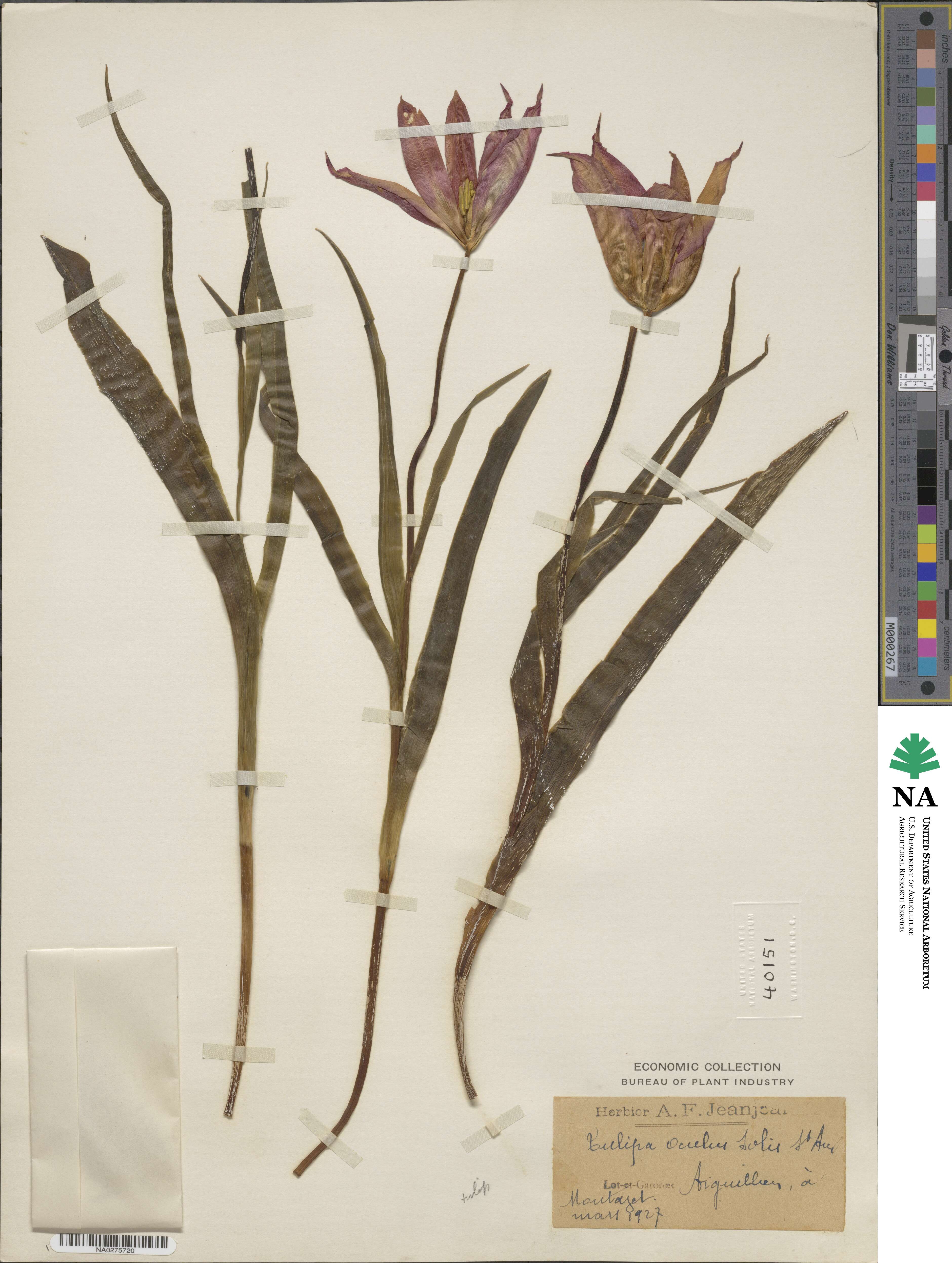 Tulipa agenensis image