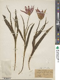 Tulipa agenensis image