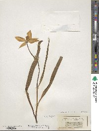 Tulipa sylvestris image