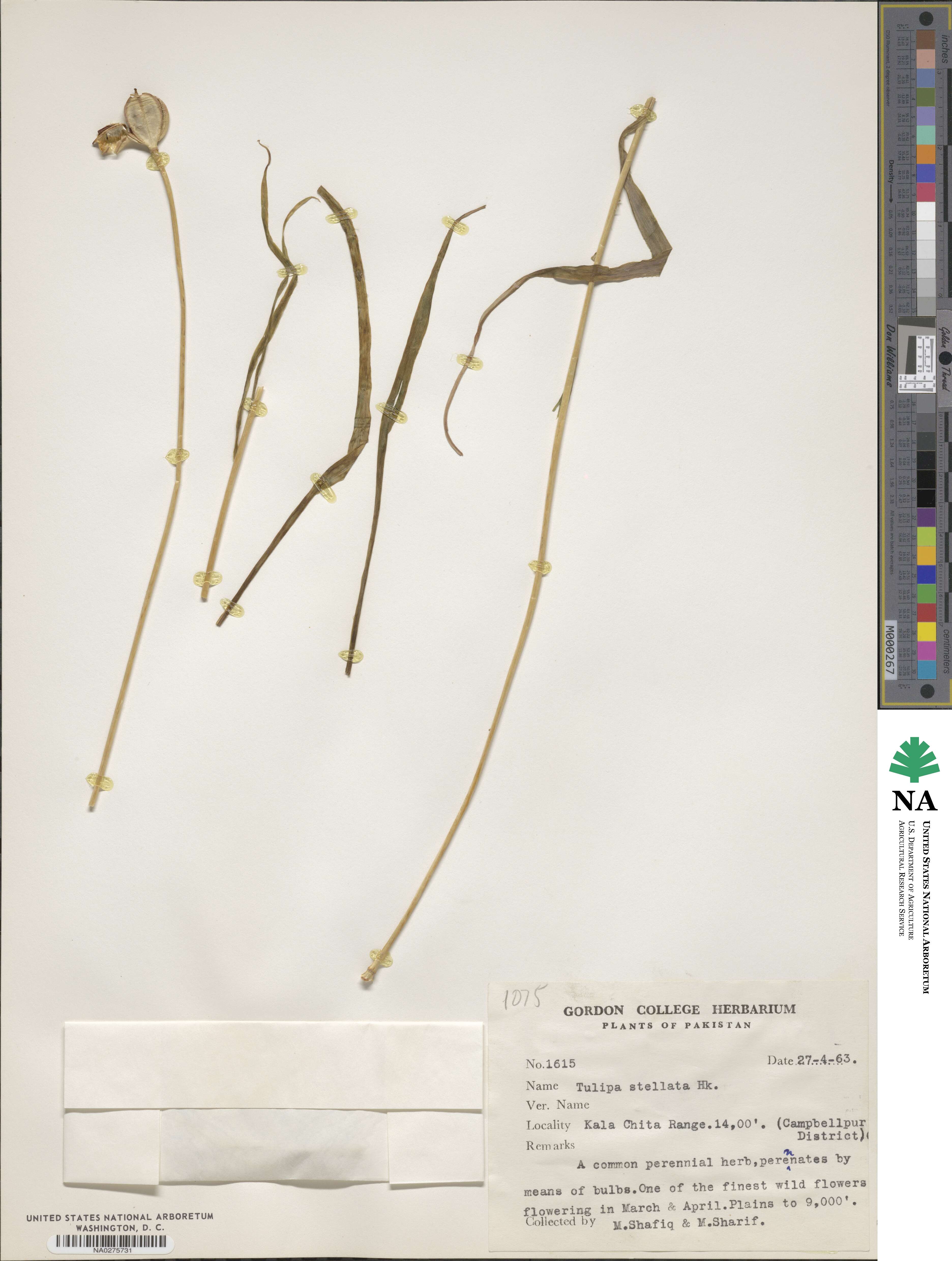 Tulipa clusiana image