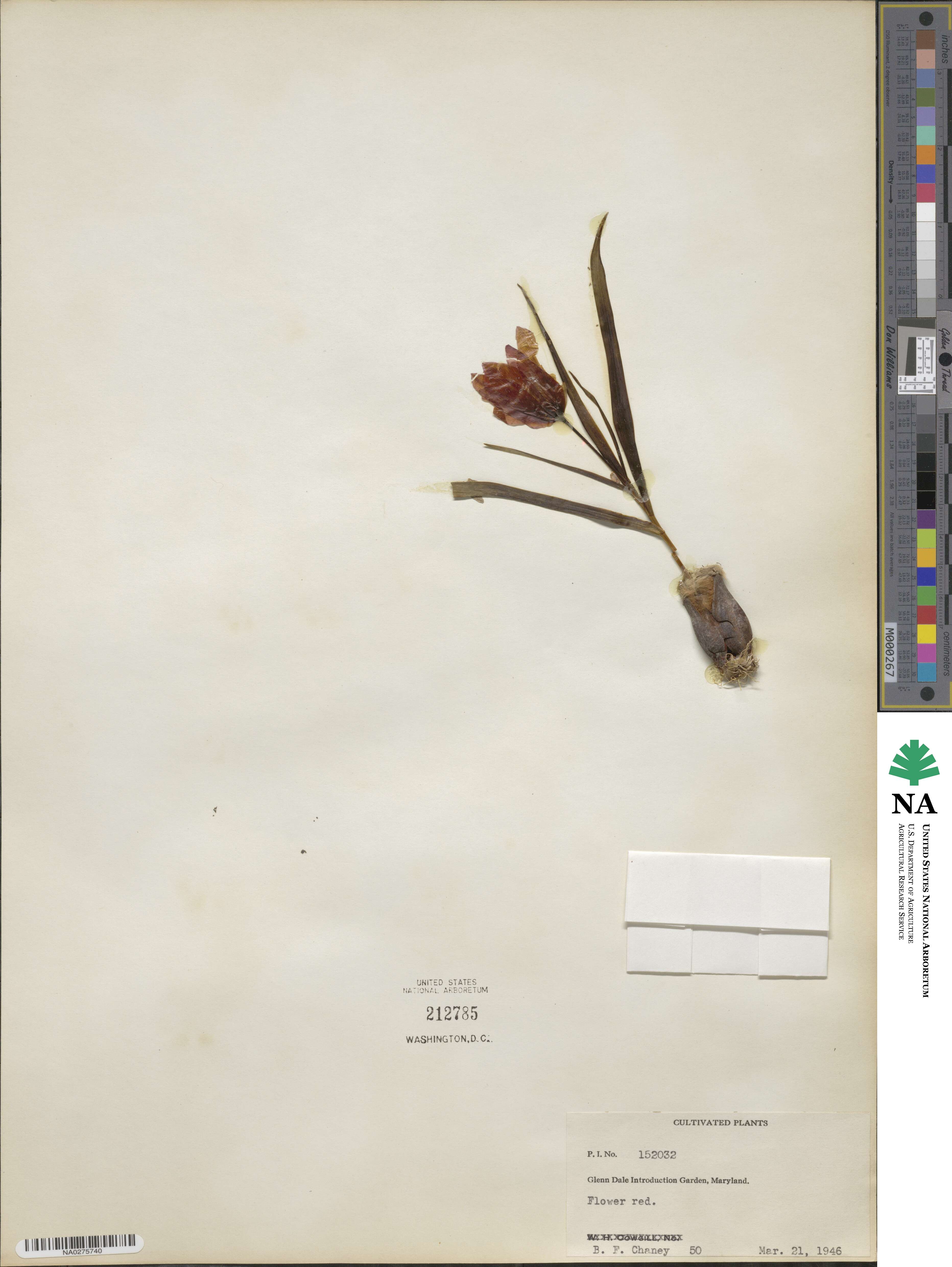 Tulipa image