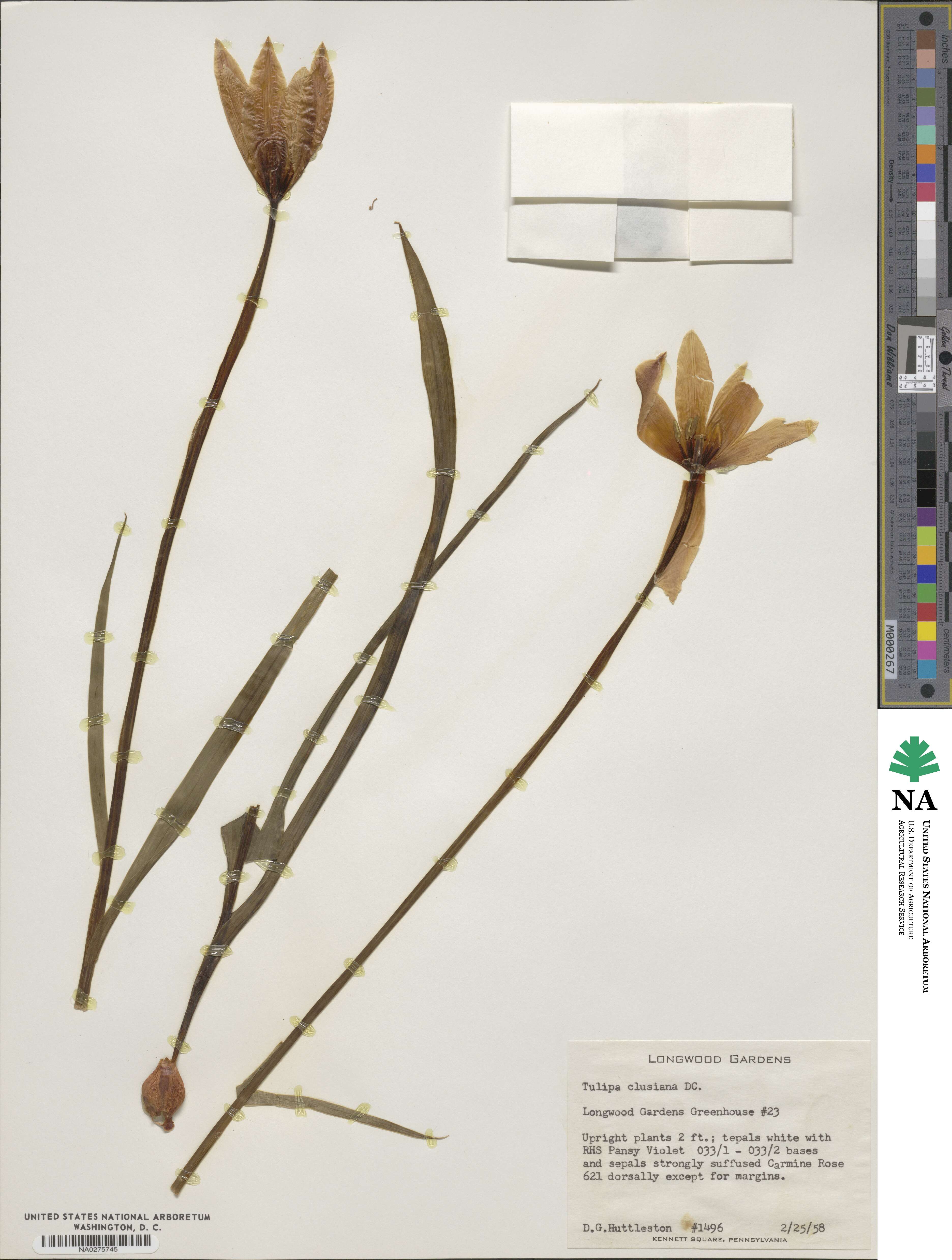 Tulipa clusiana image
