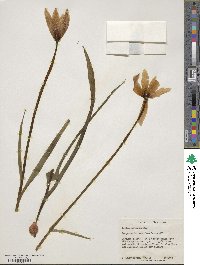 Tulipa clusiana image