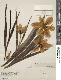 Tulipa agenensis image