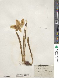 Tulipa sylvestris image