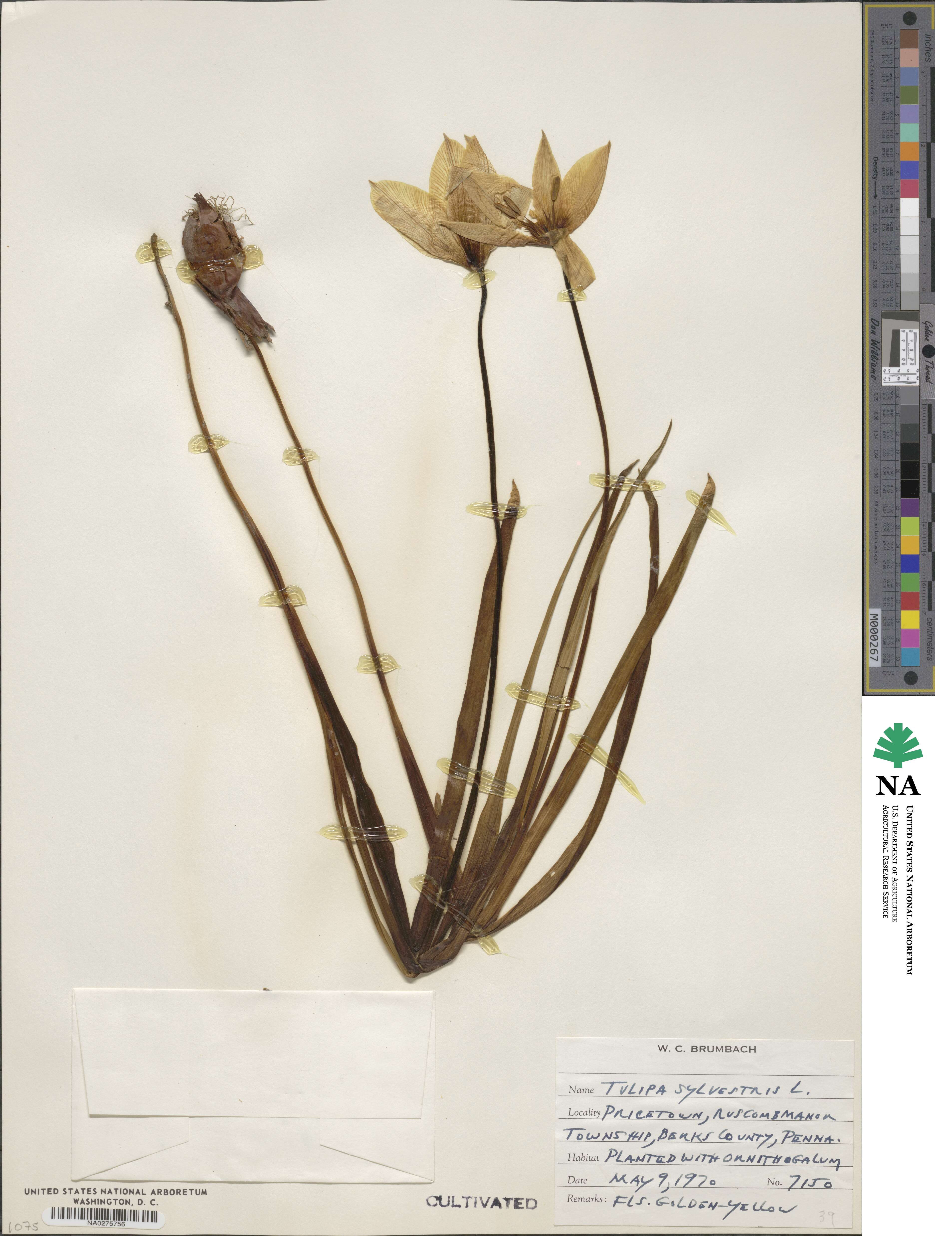 Tulipa sylvestris image