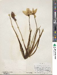 Tulipa sylvestris image