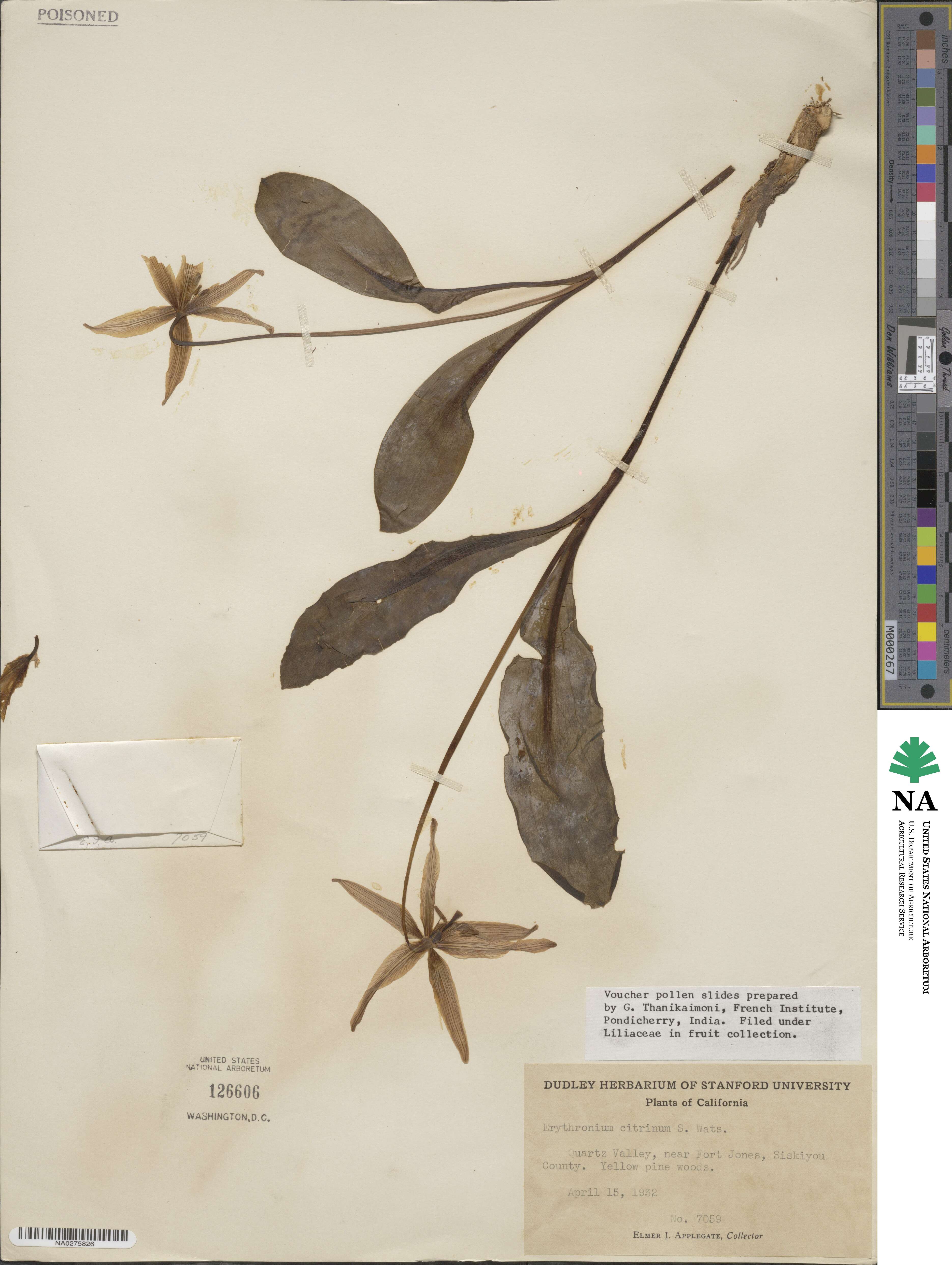 Erythronium citrinum image