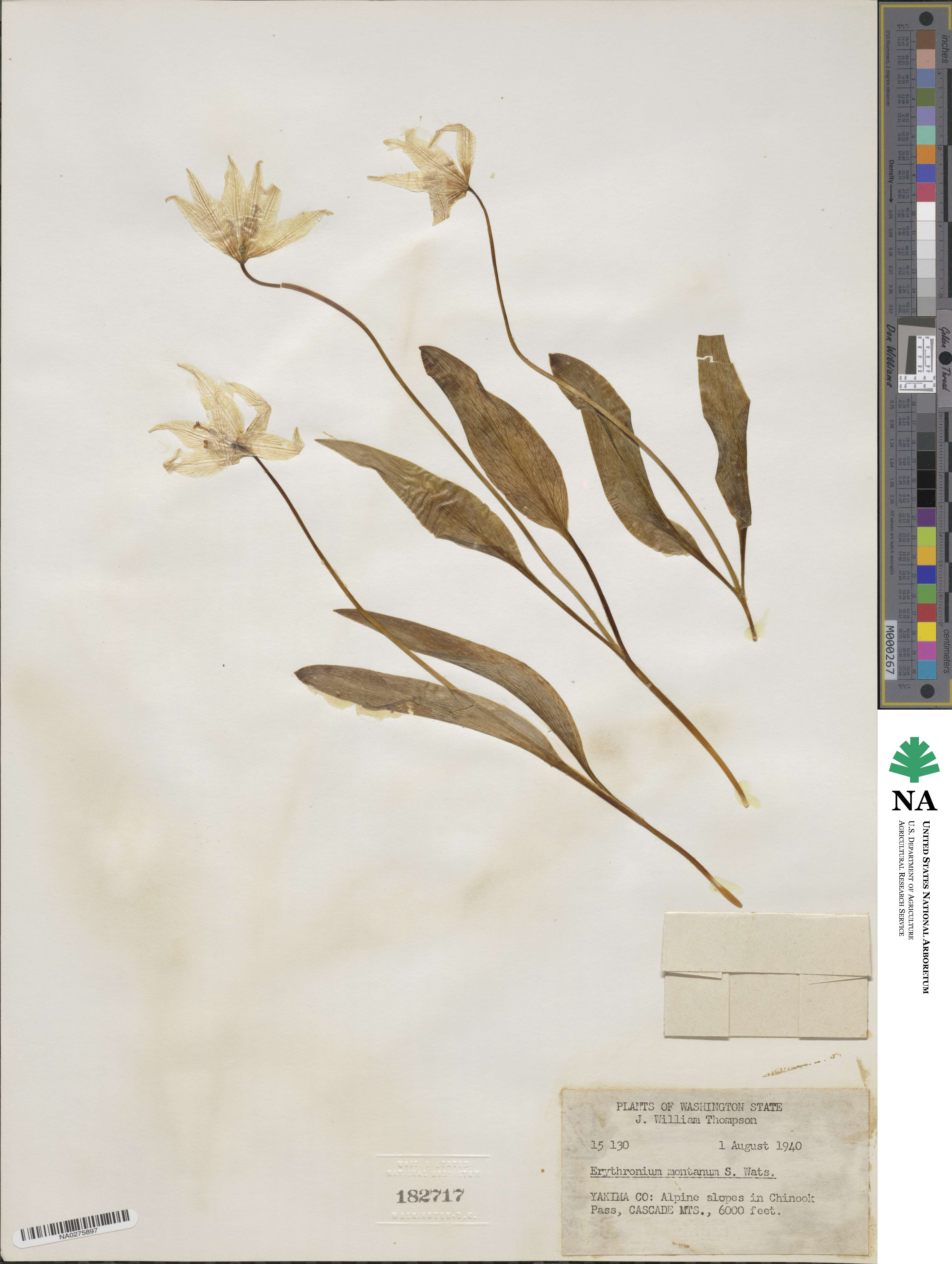 Erythronium montanum image
