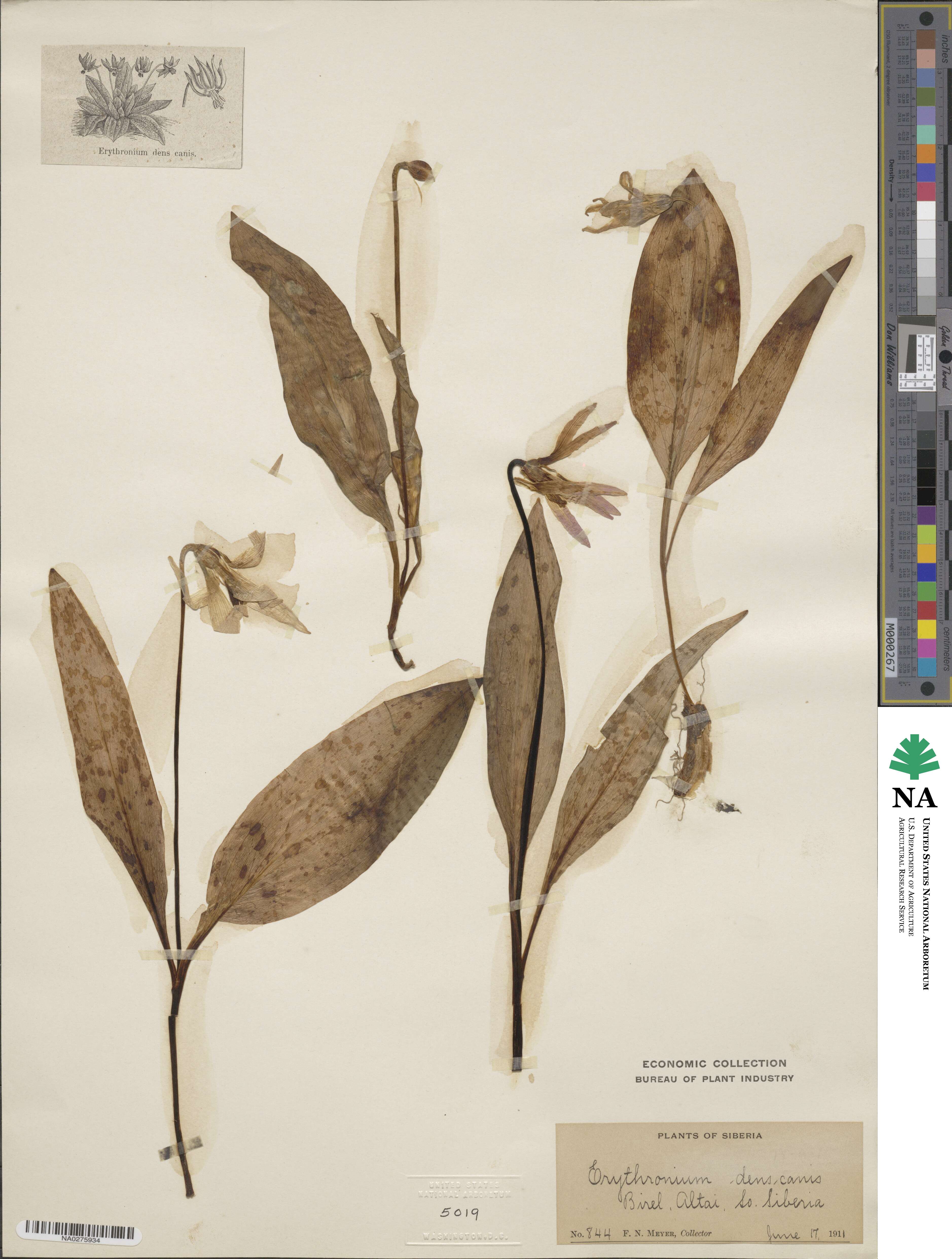 Erythronium dens-canis image