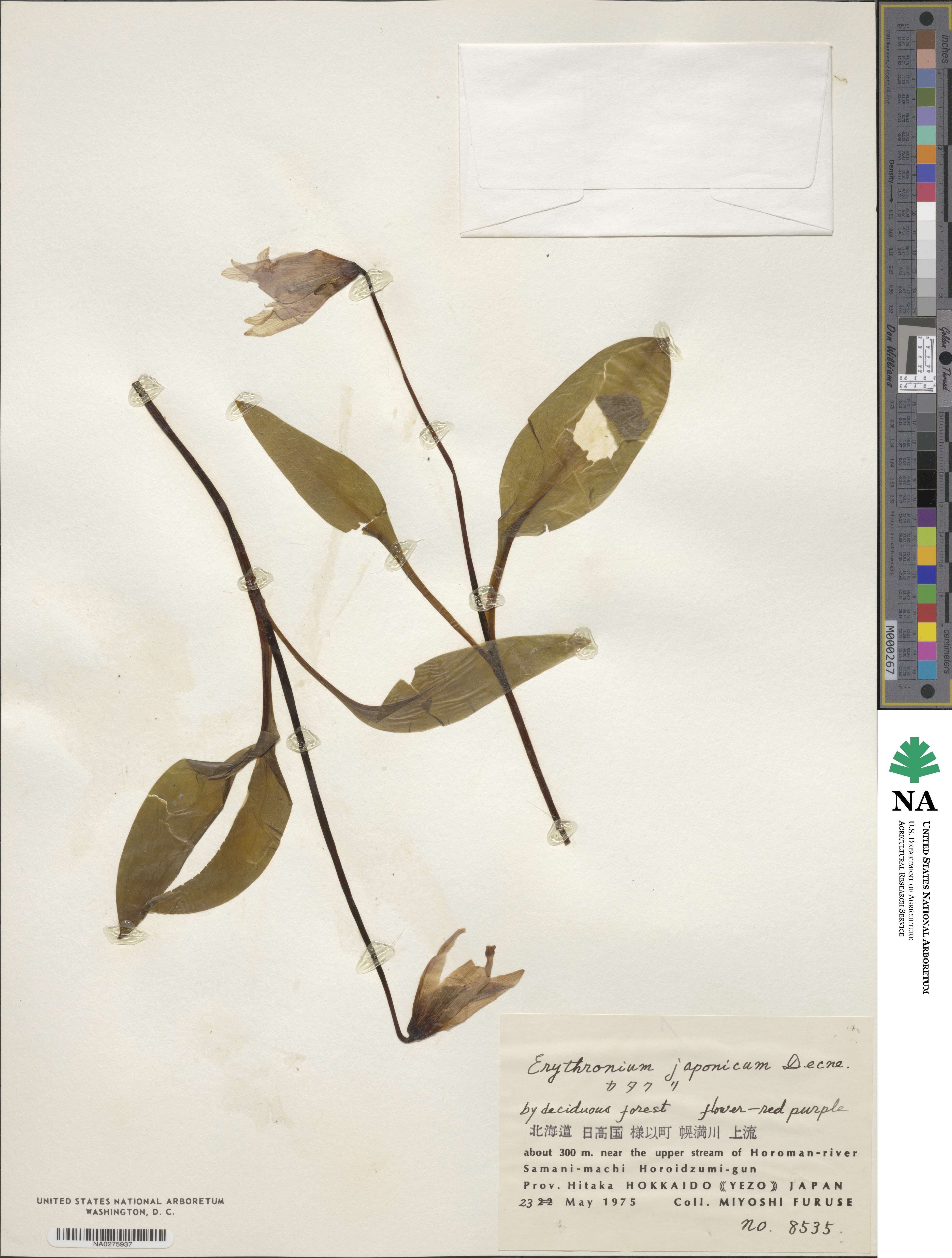 Erythronium japonicum image