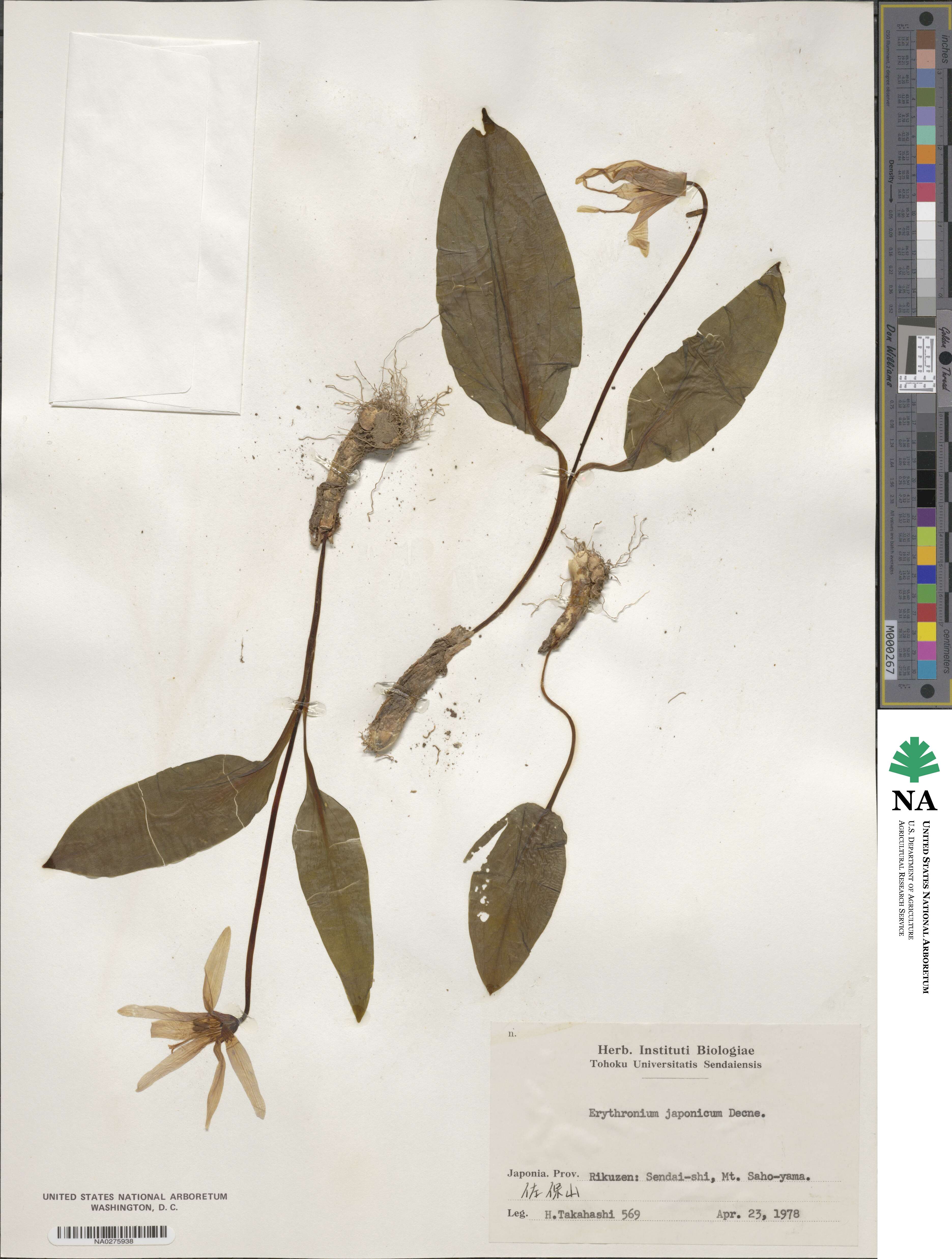 Erythronium japonicum image