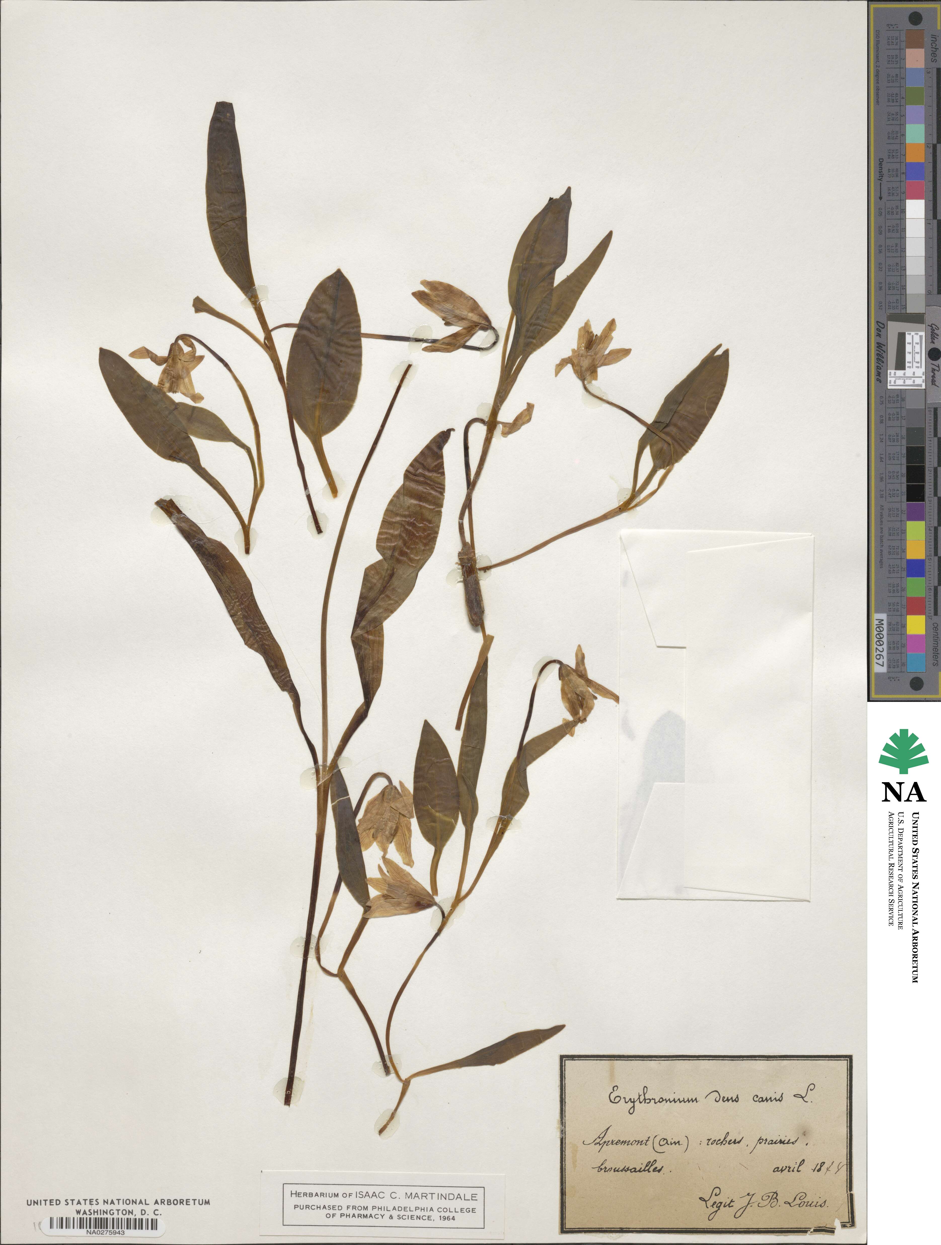 Erythronium dens-canis image