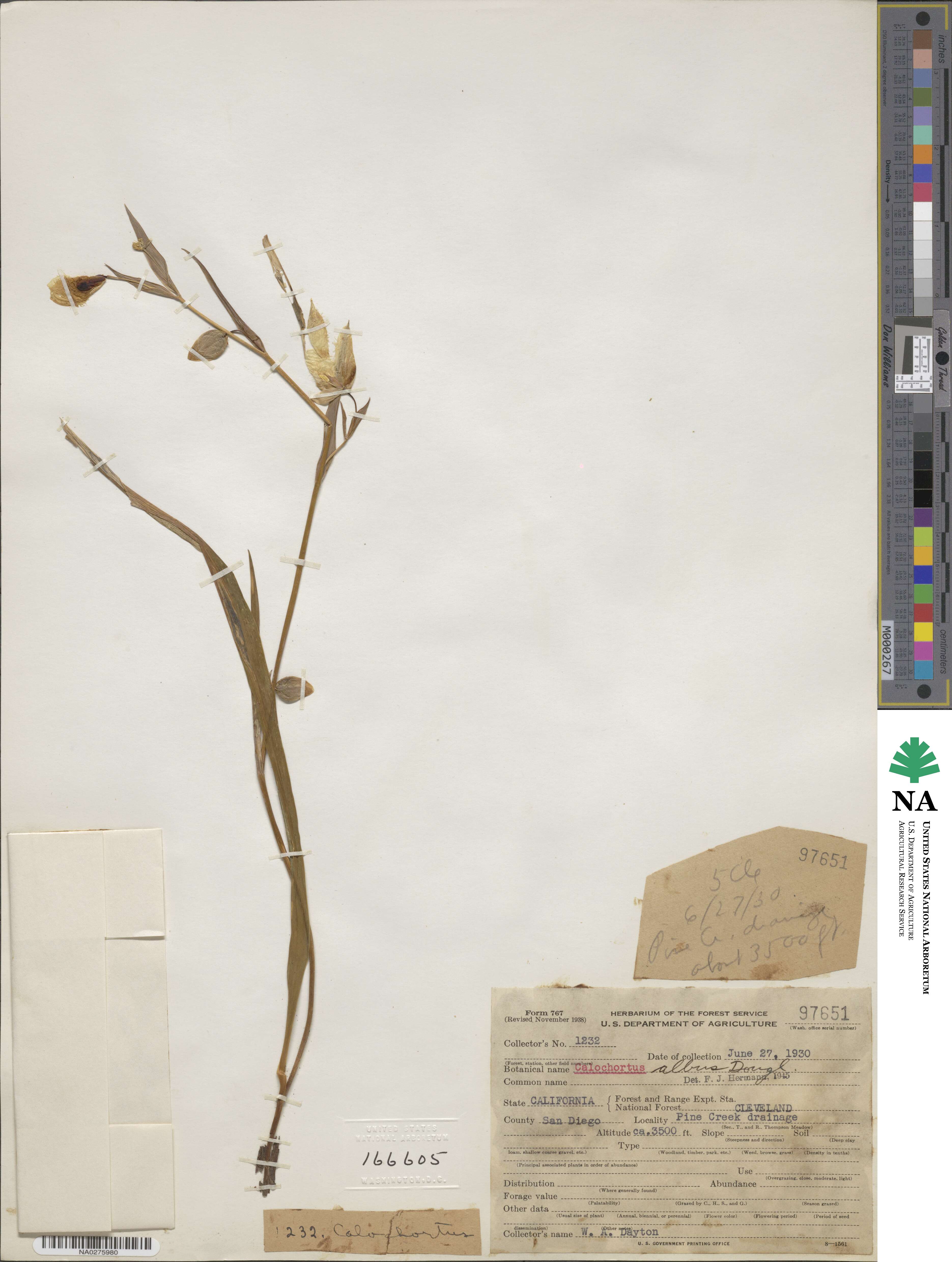 Calochortus albus image