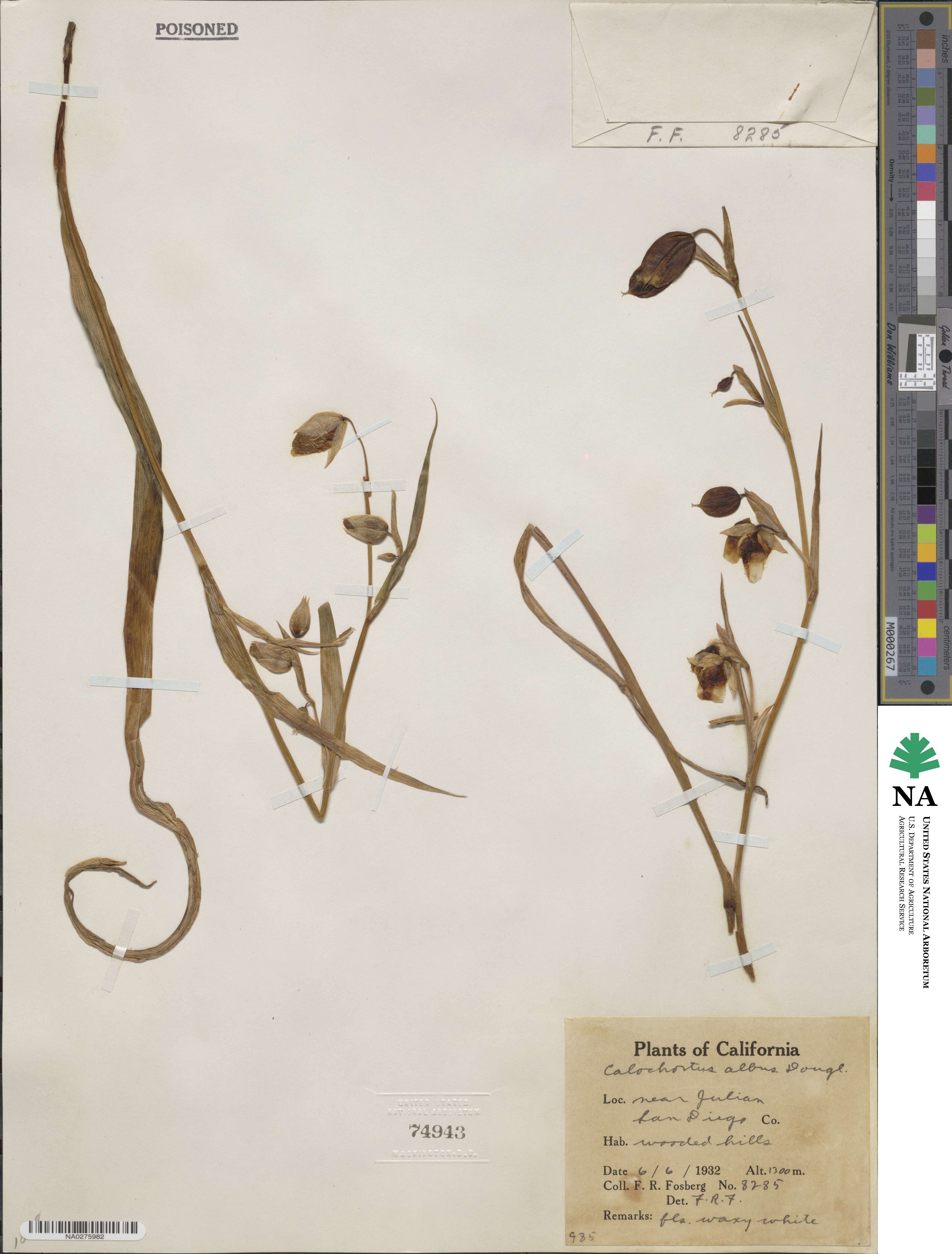Calochortus albus image