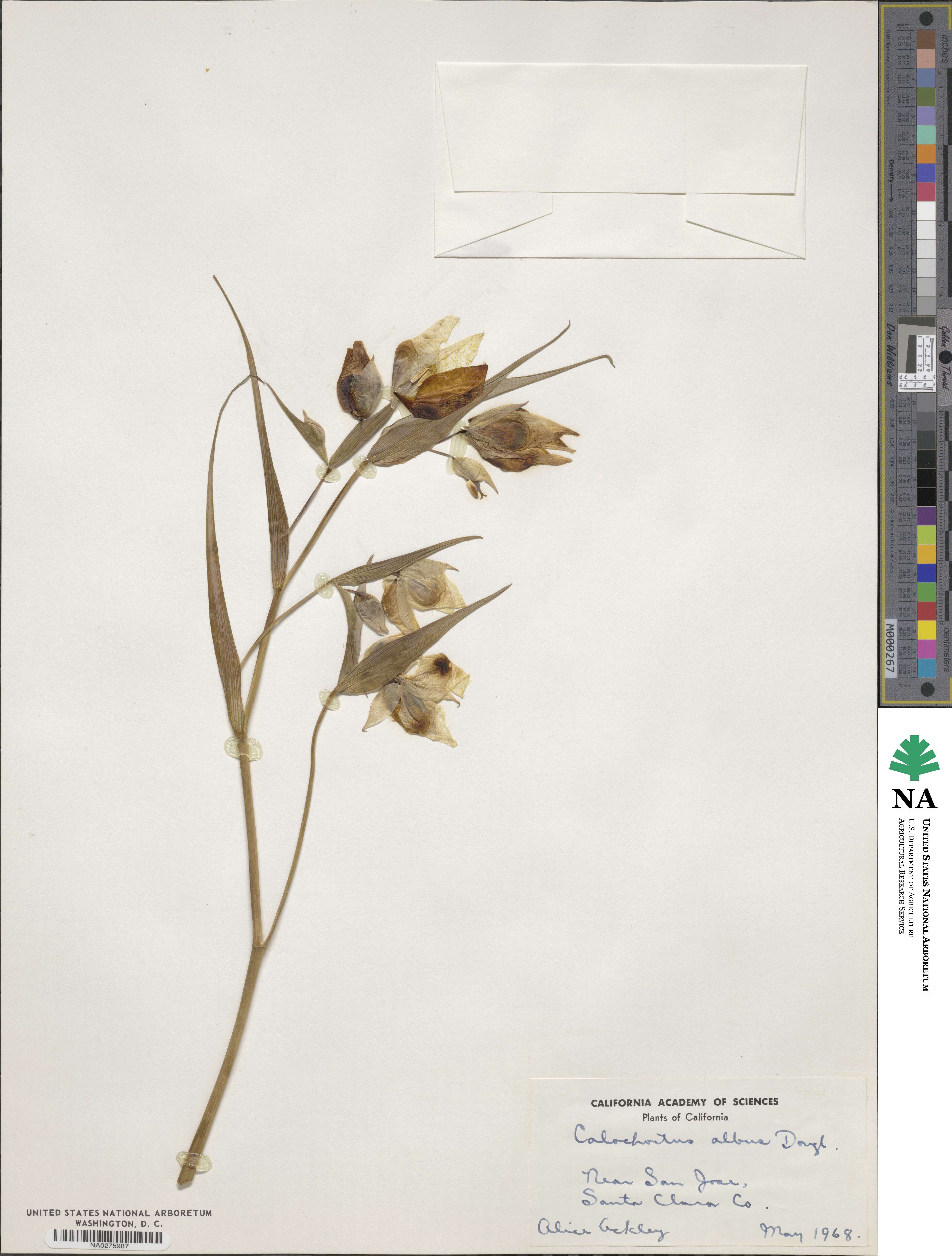 Calochortus albus image