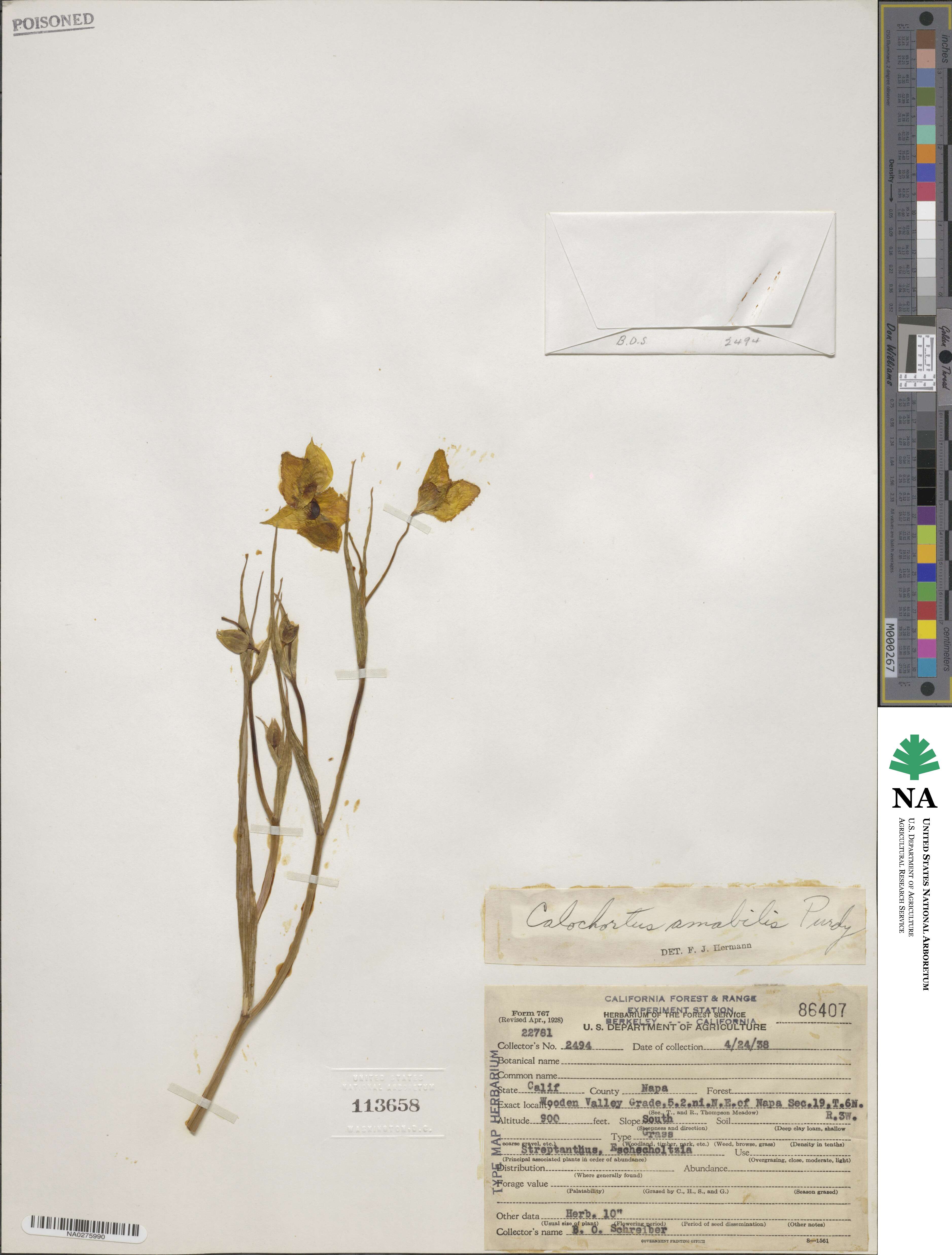 Calochortus amabilis image