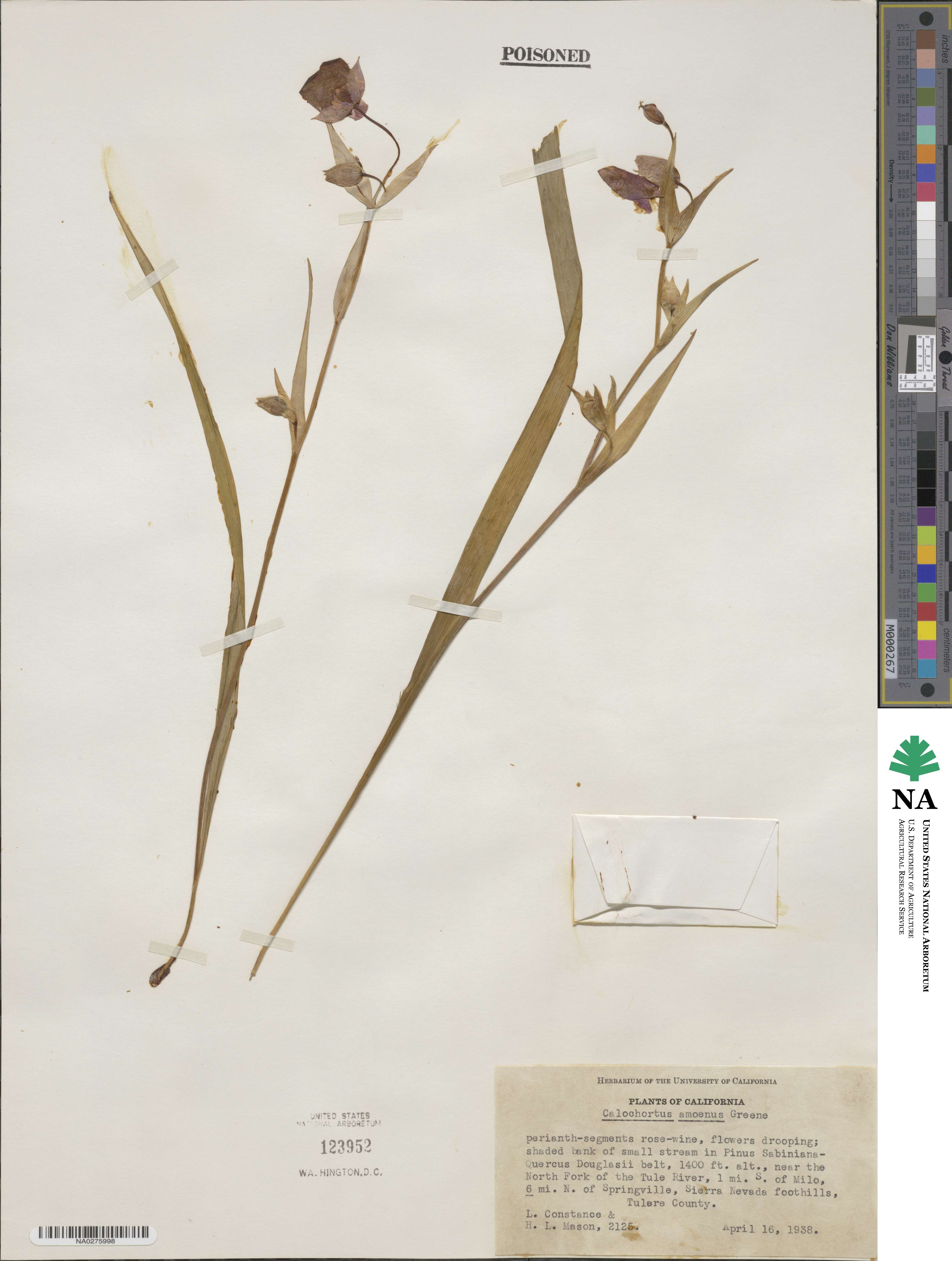 Calochortus amoenus image