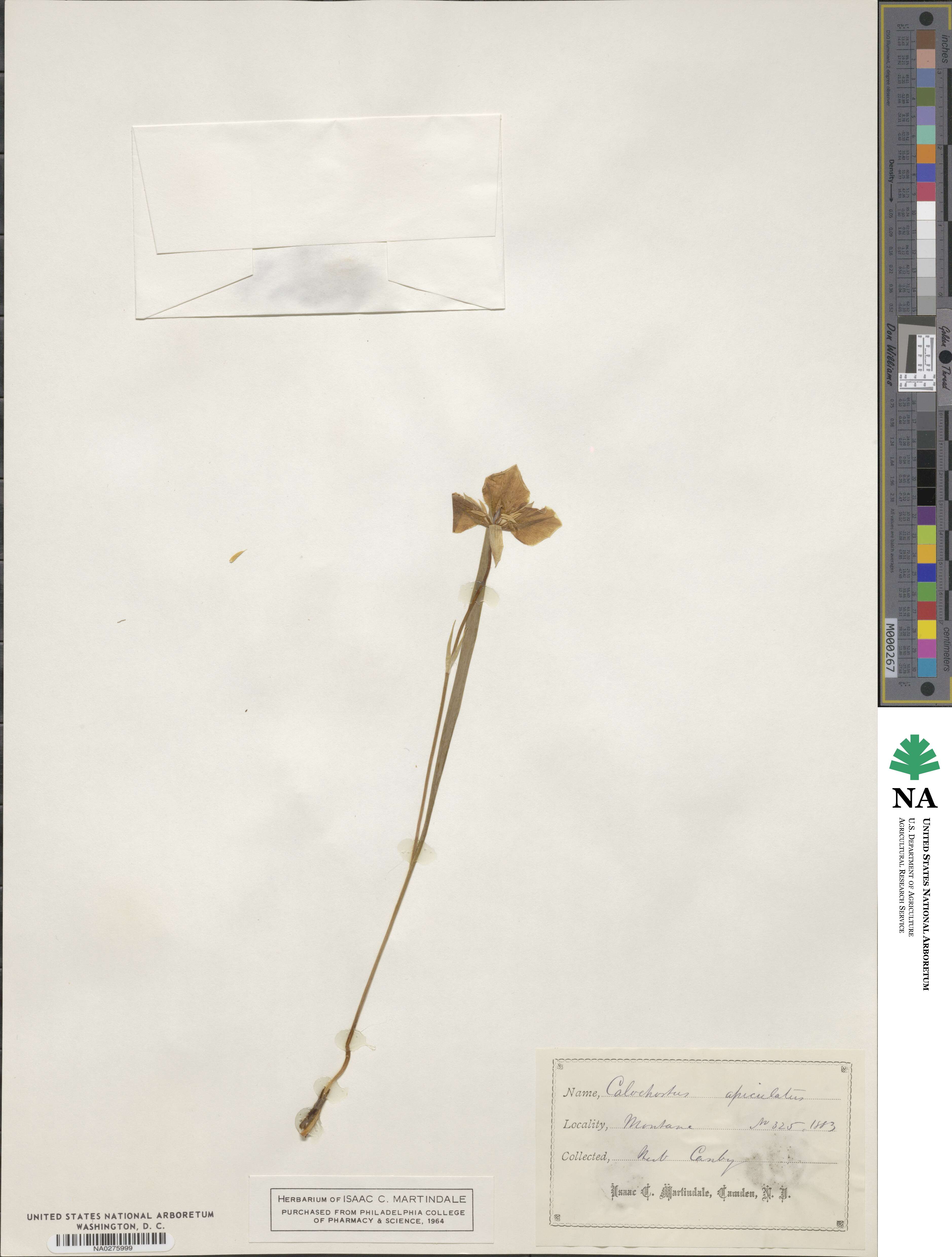 Calochortus apiculatus image