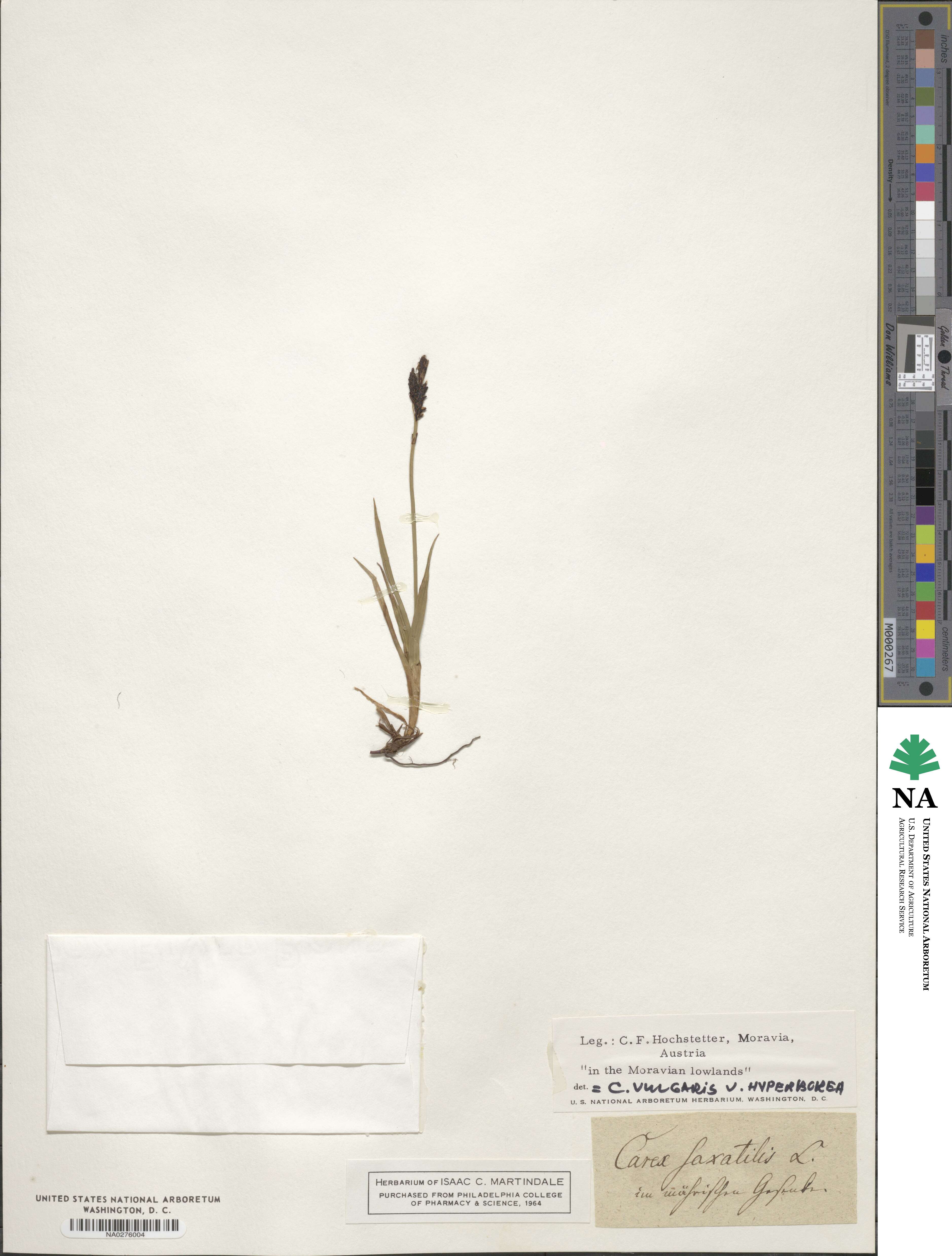 Carex saxatilis image