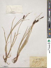 Carex saxatilis image