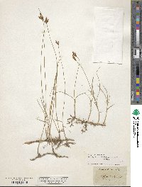 Carex schreberi image